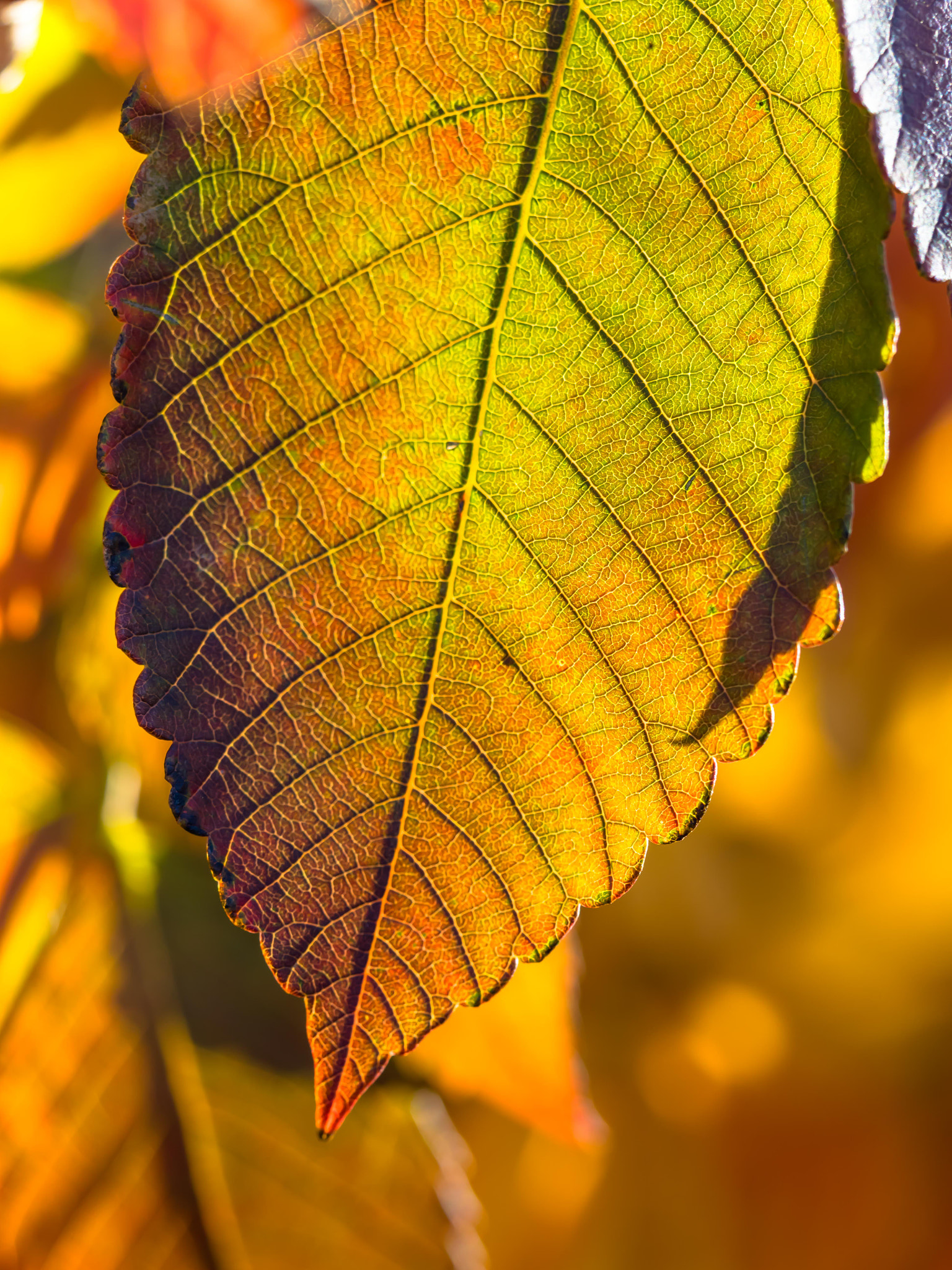 Olympus M.Zuiko Digital ED 60mm F2.8 Macro sample photo. The veins of a leaf photography