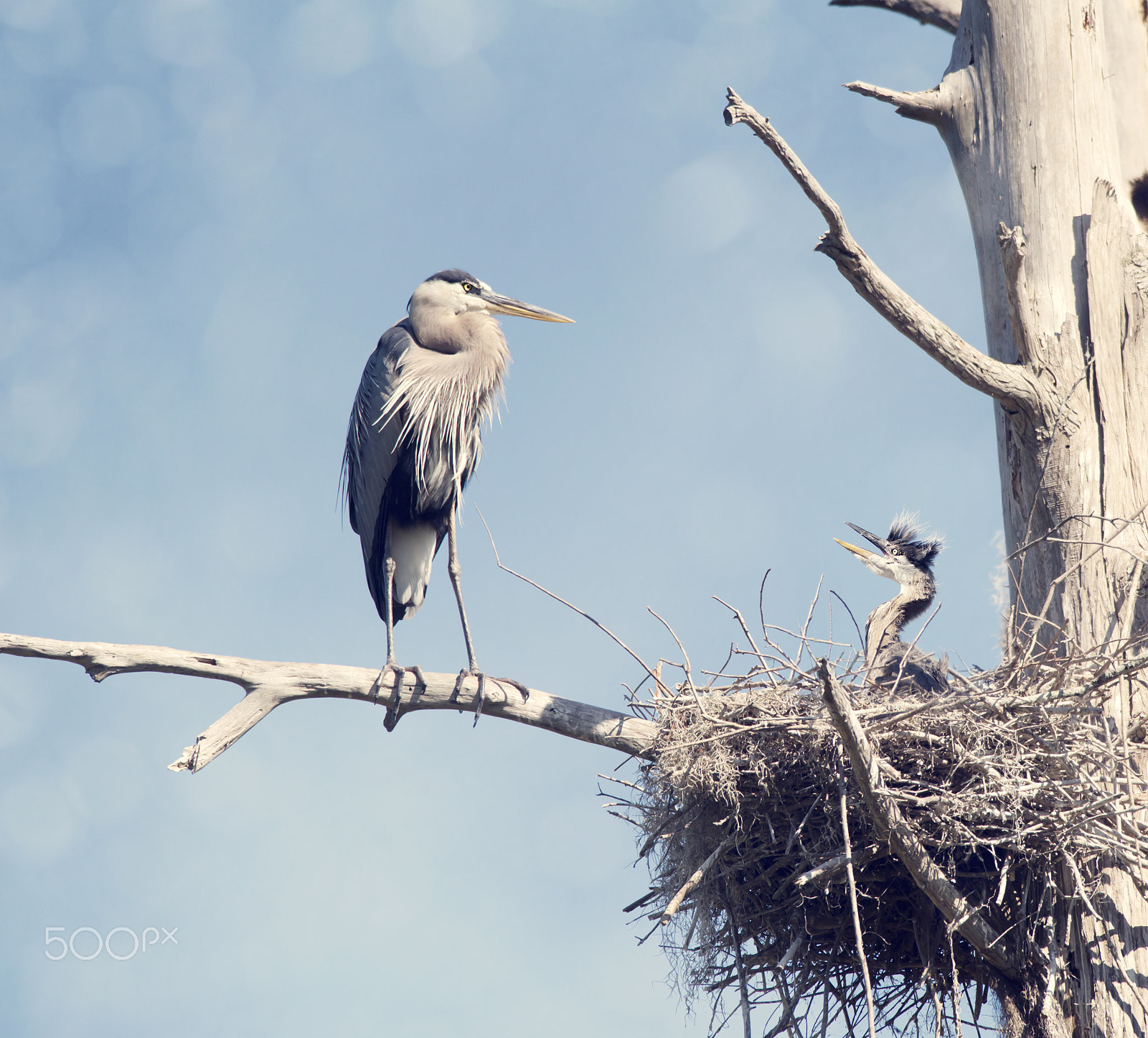 Nikon D800 sample photo. Great blue herons in the nest photography