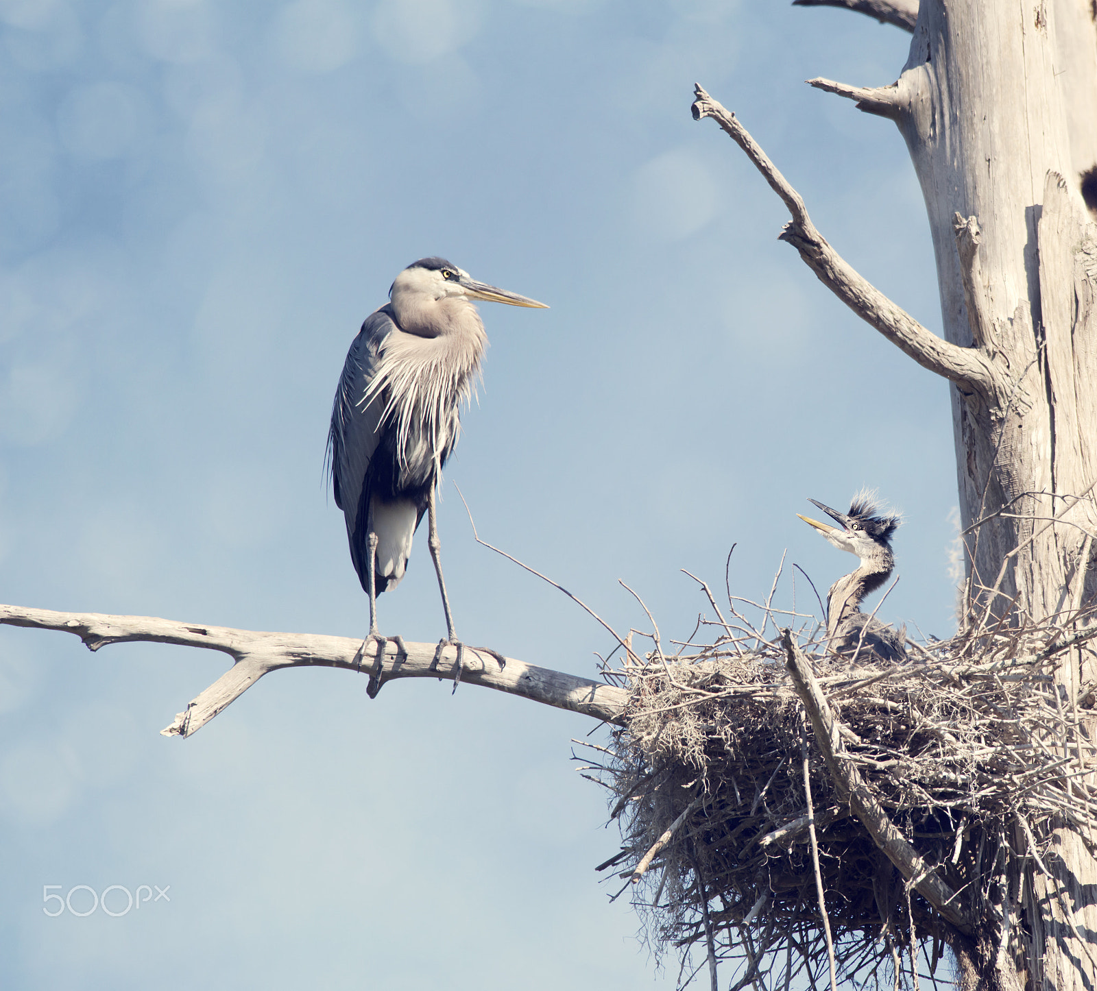 Nikon D800 + Nikon AF-S Nikkor 300mm F4D ED-IF sample photo. Great blue herons in the nest photography