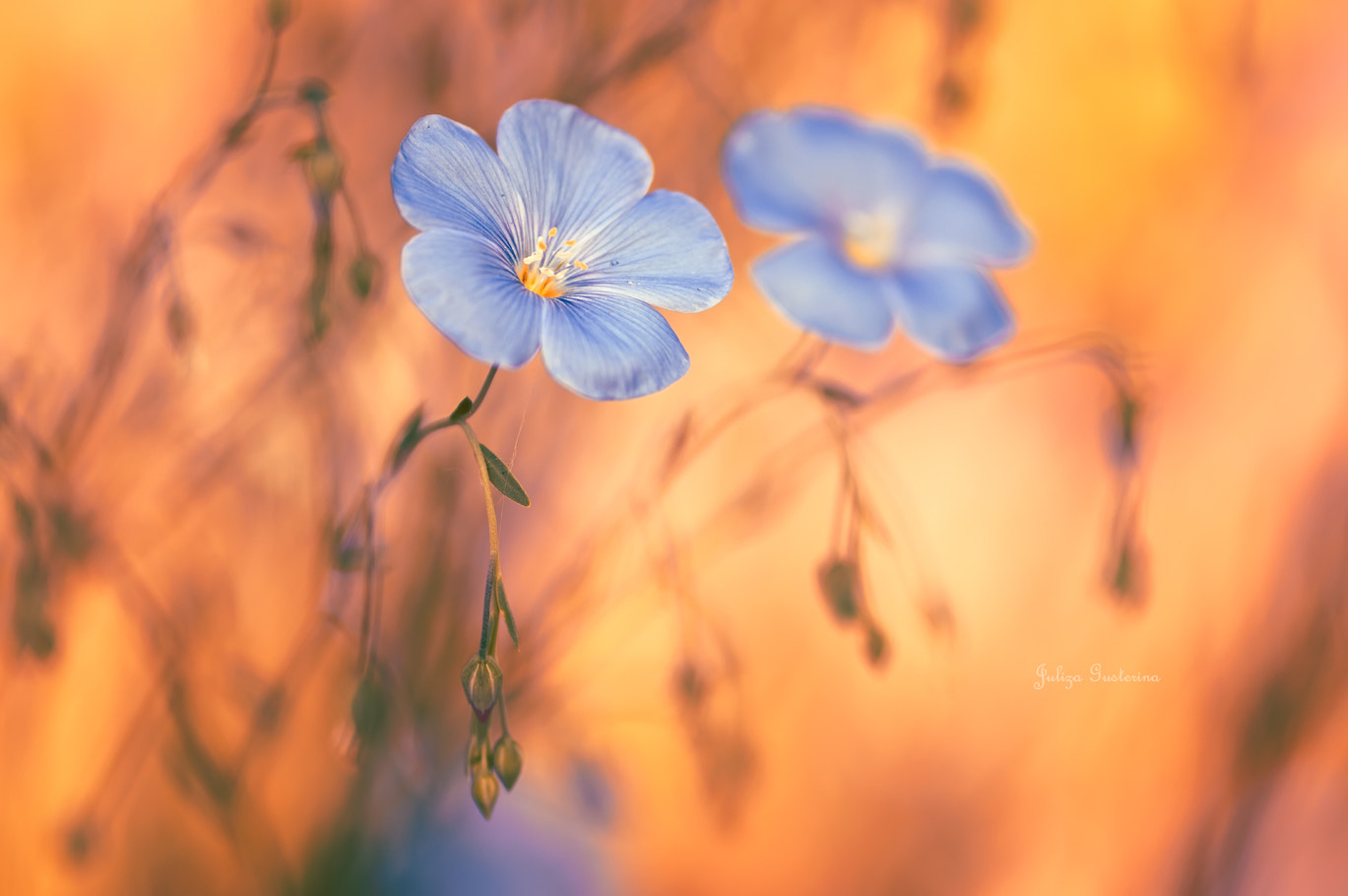 Nikon AF-S Micro-Nikkor 105mm F2.8G IF-ED VR sample photo. ○○○♠○○○ photography