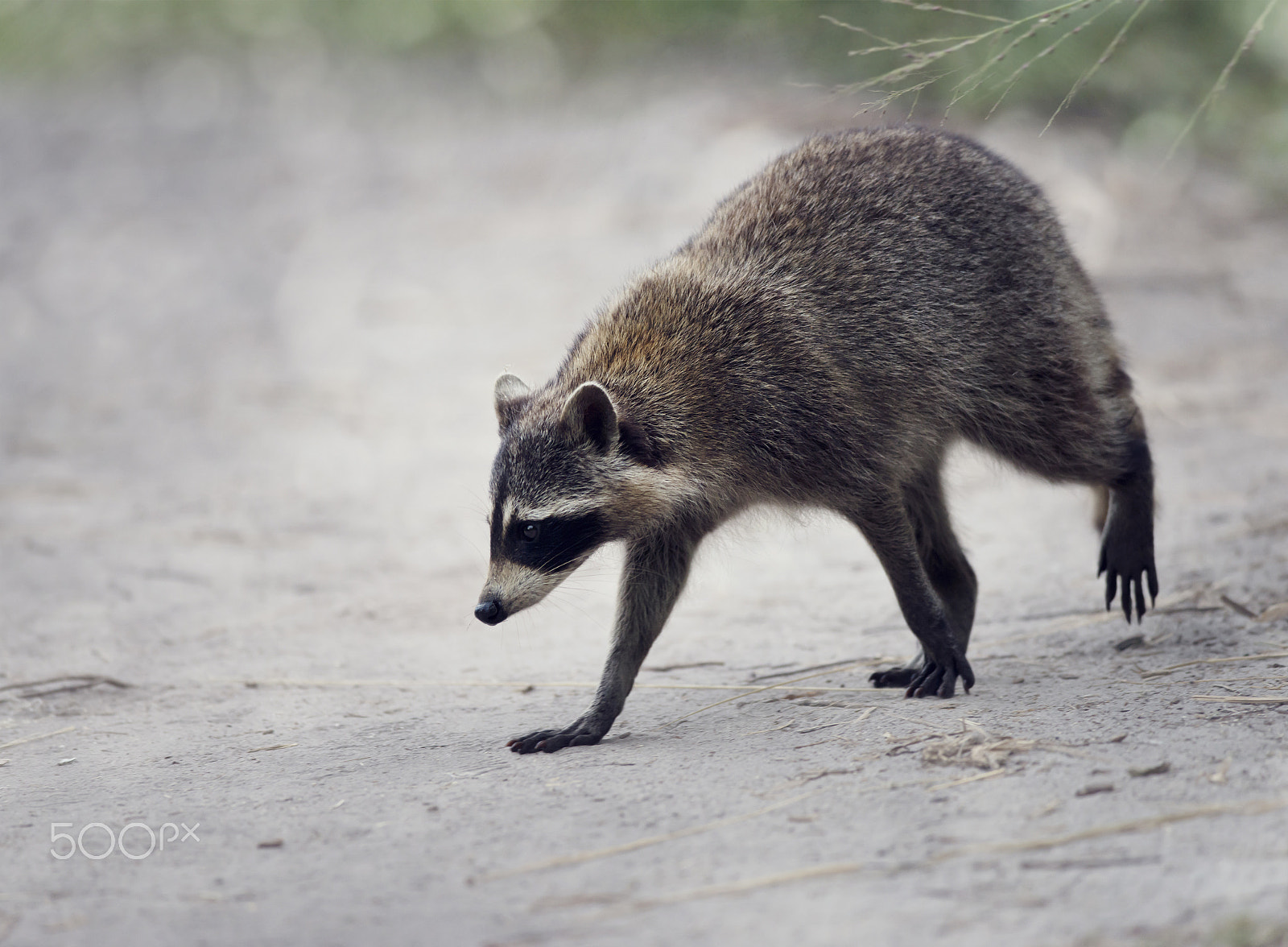 Nikon D800 + Nikon AF-S Nikkor 300mm F4D ED-IF sample photo. Wild raccoon walking photography