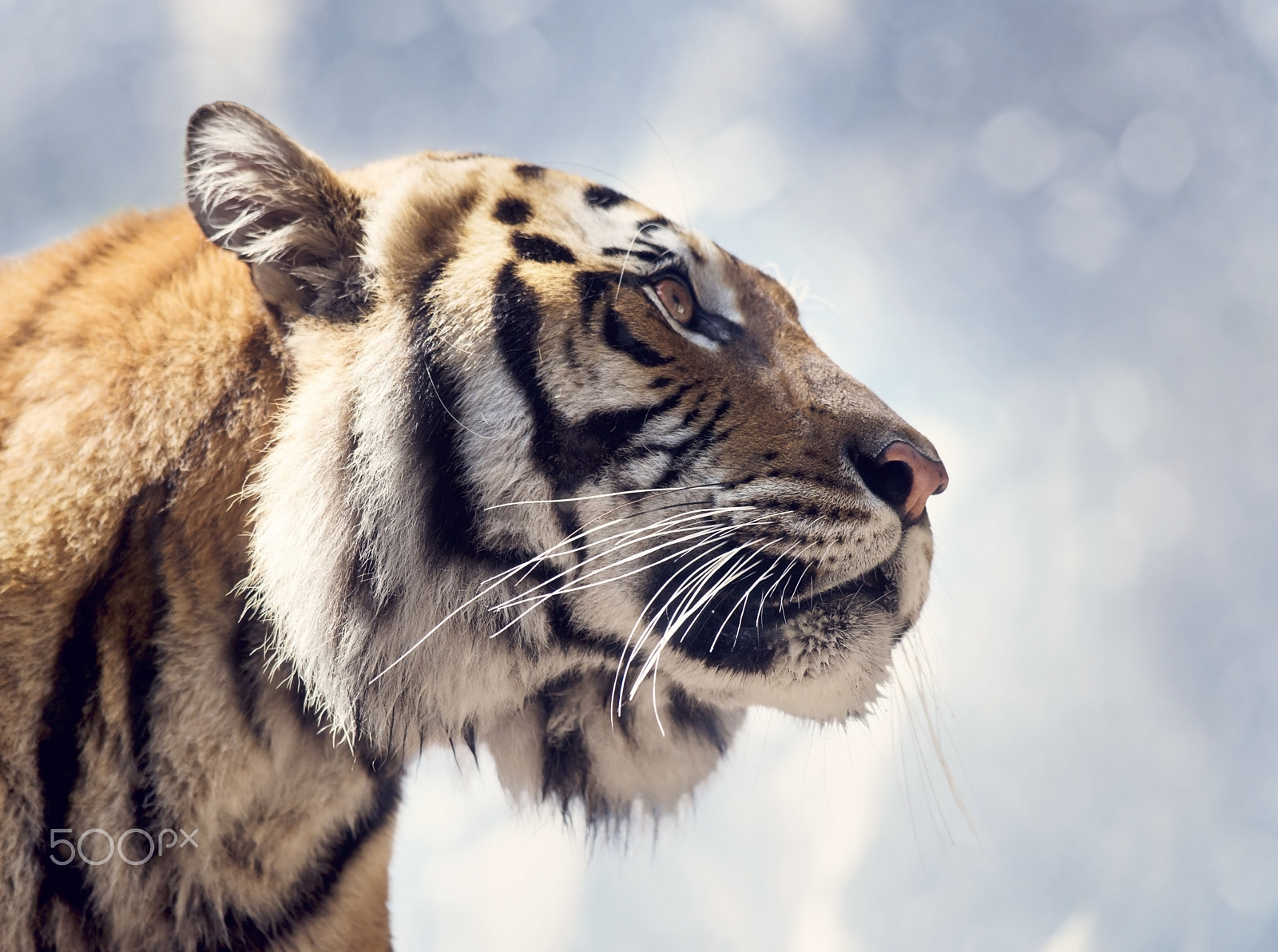 Nikon D800 sample photo. Bengal tiger portrait photography
