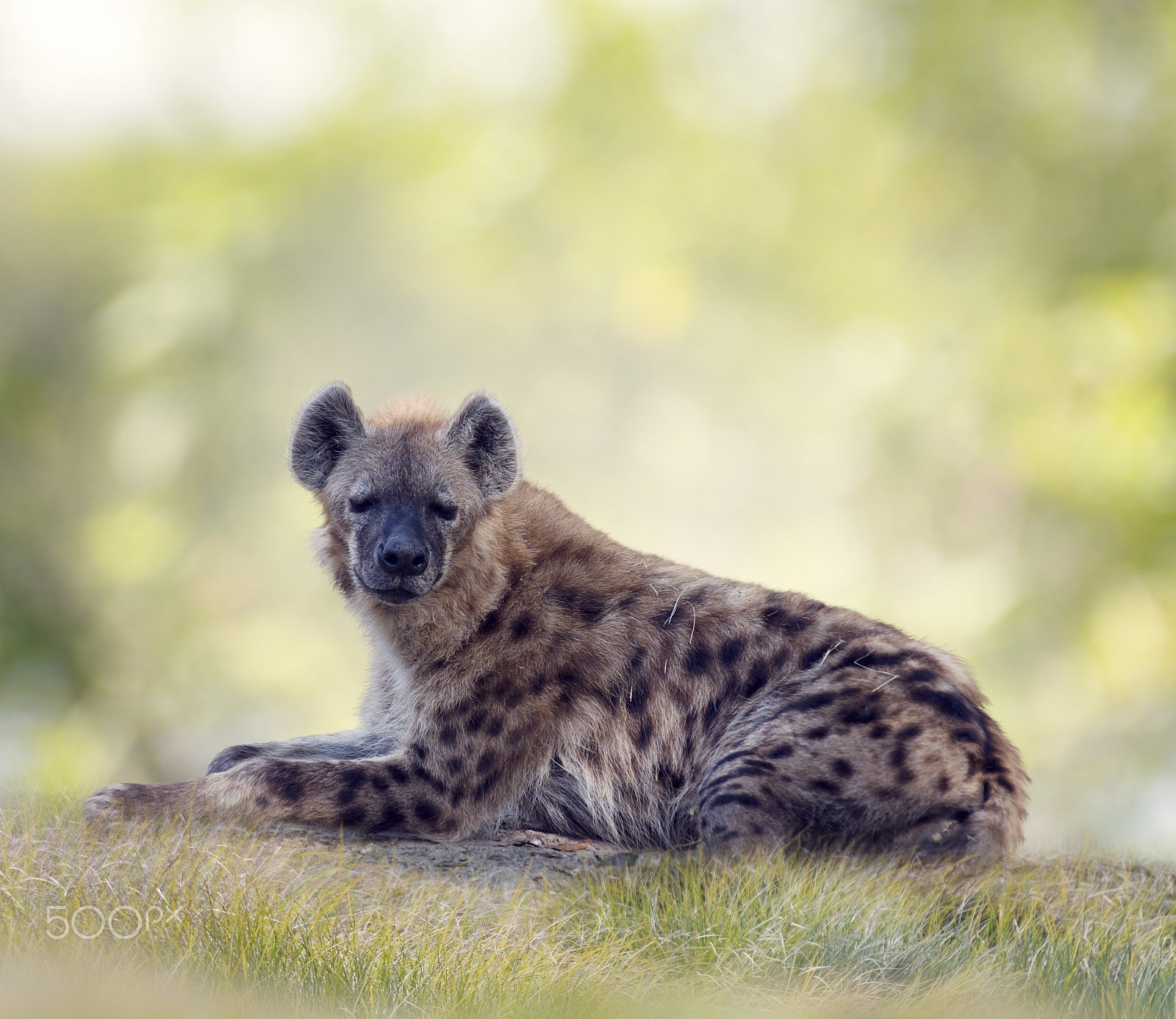 Nikon D800 sample photo. Spotted hyena resting photography