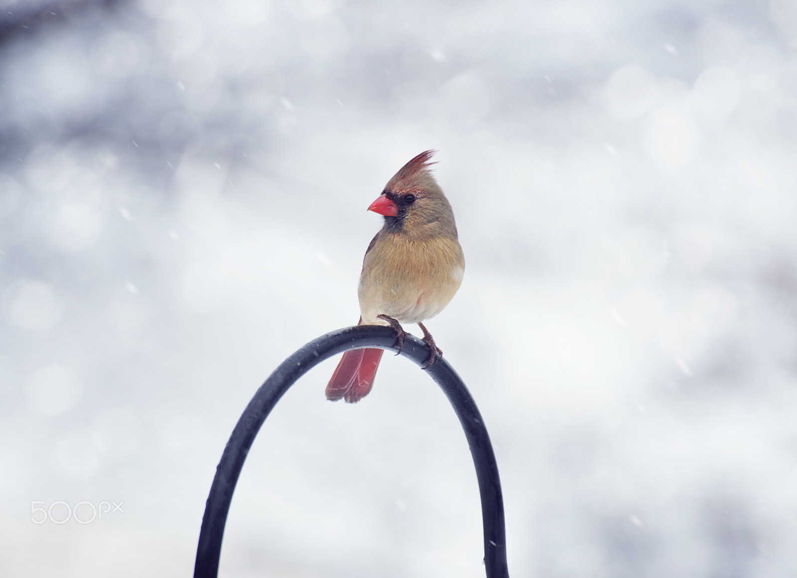 Nikon D800 sample photo. Northern cardinal female (cardinalis cardinalis) photography