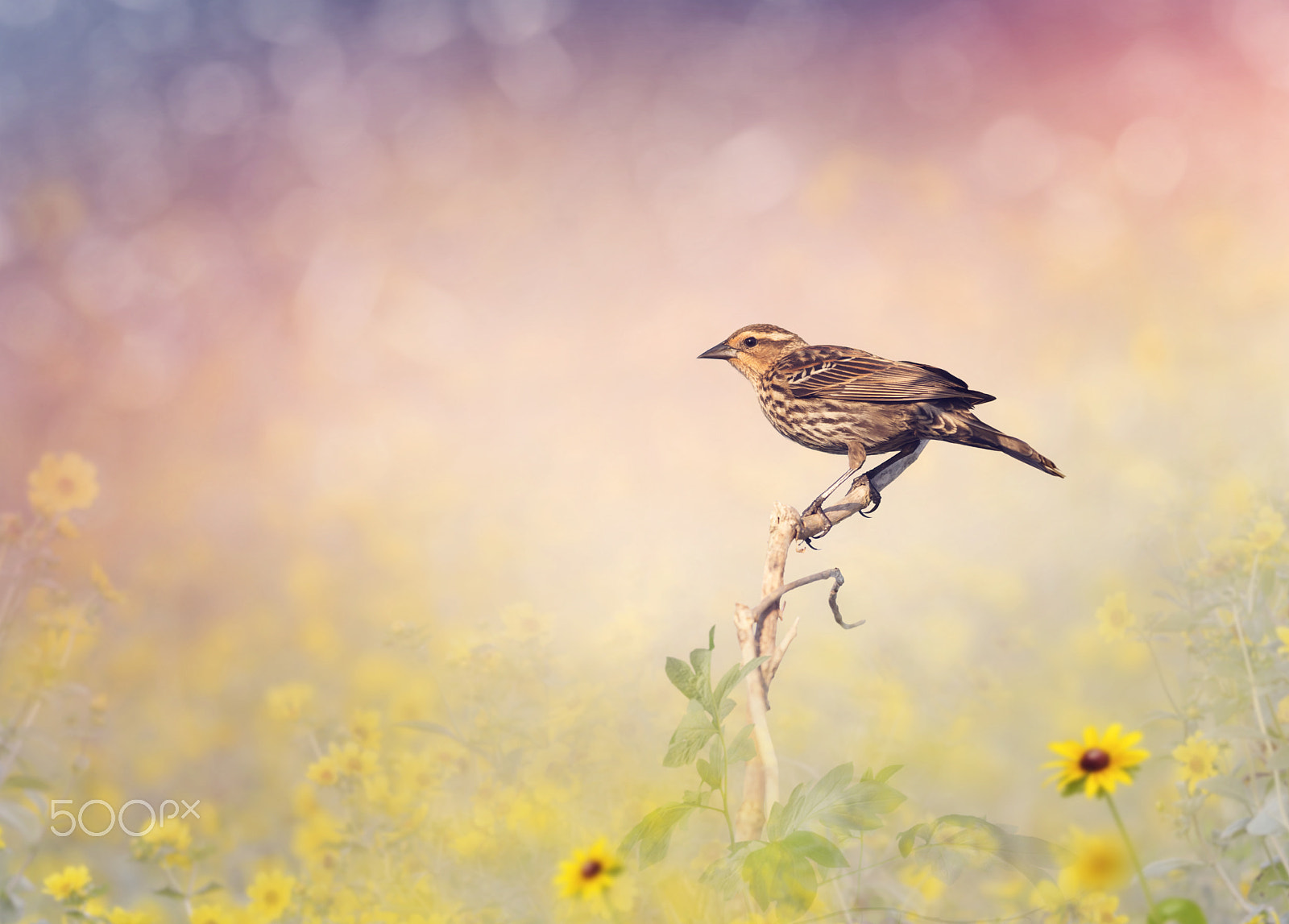 Nikon D800 + Nikon AF-S Nikkor 300mm F4D ED-IF sample photo. Brown bird perches on a meadow photography