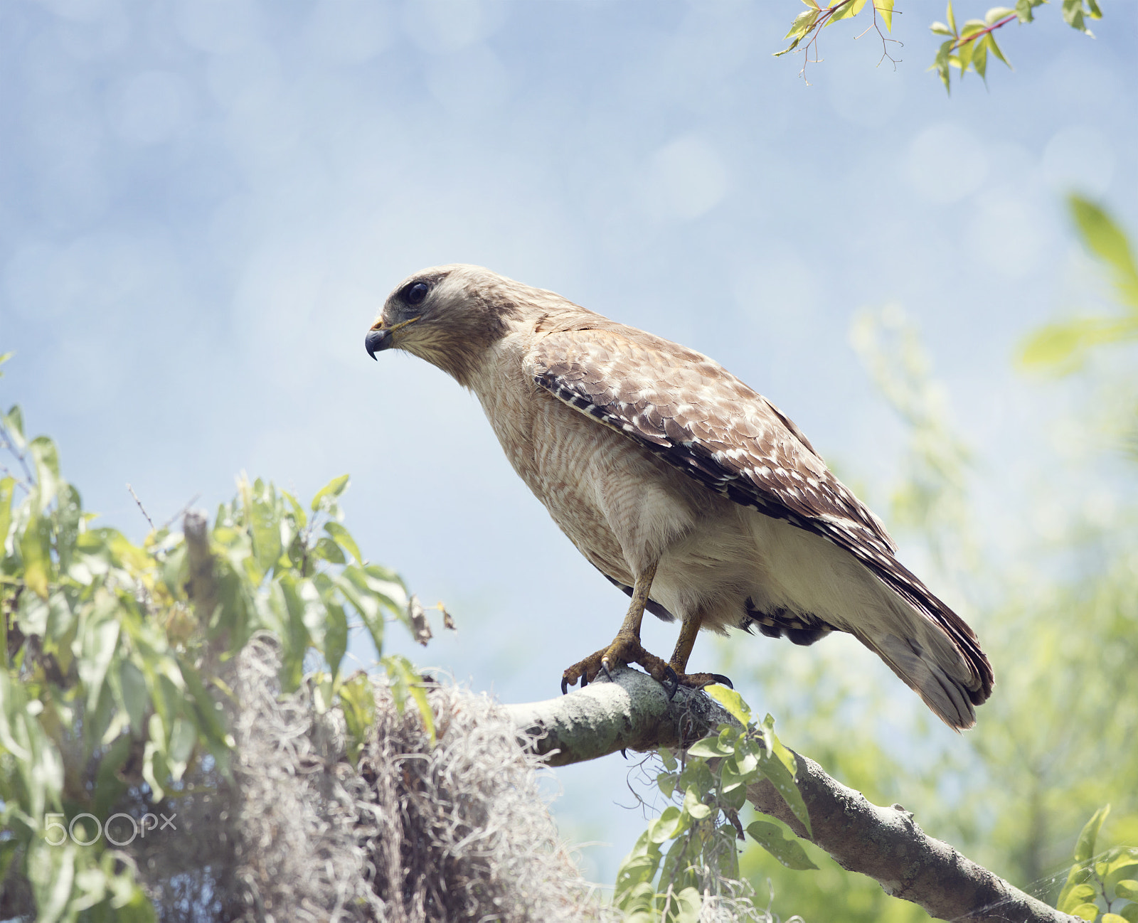 Nikon D800 sample photo. Red-shouldered hawk perching photography