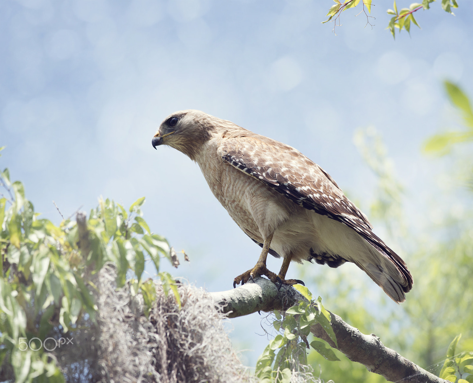 Nikon D800 + Nikon AF-S Nikkor 300mm F4D ED-IF sample photo. Red-shouldered hawk perching photography