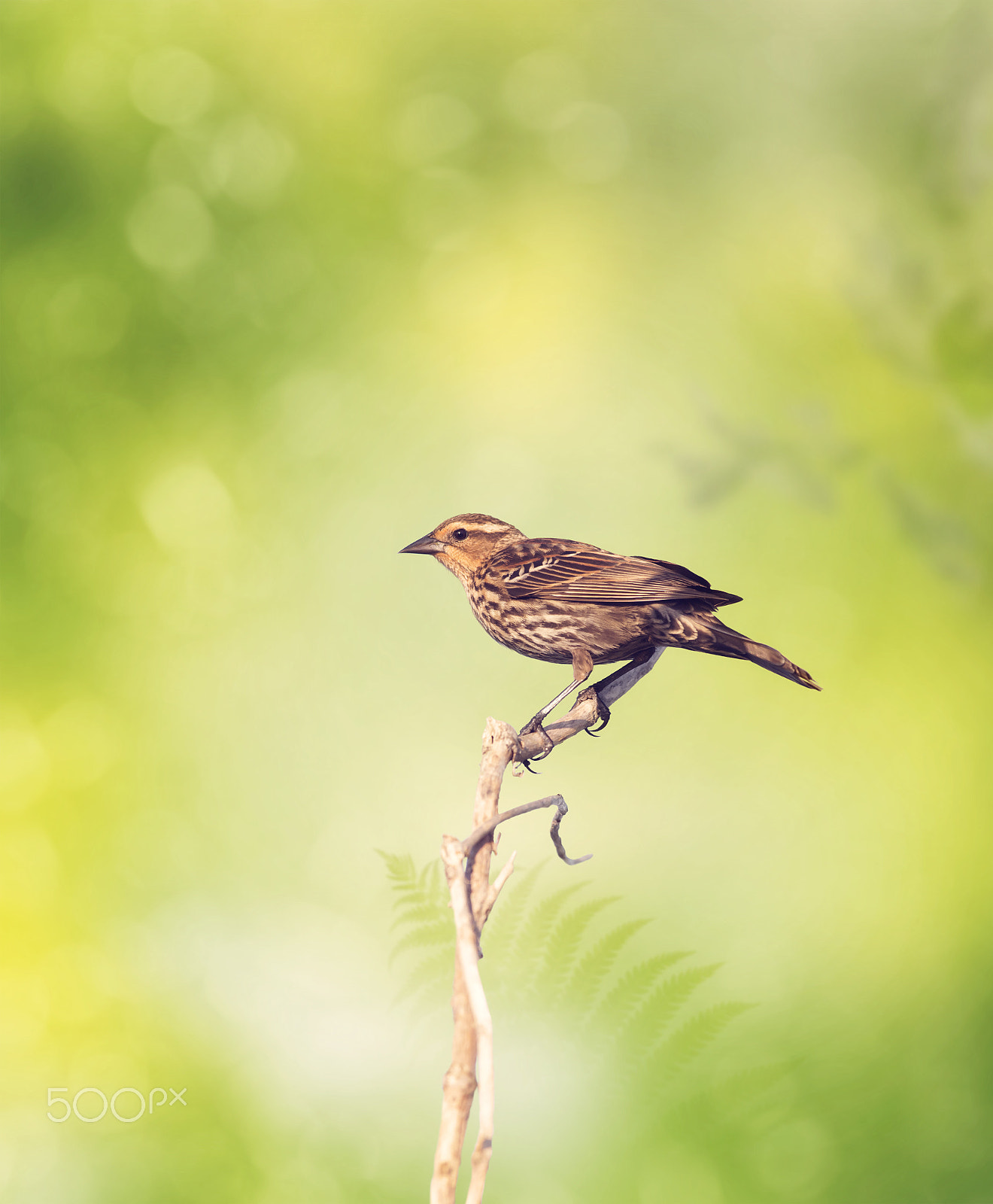 Nikon D800 sample photo. Brown bird perches on a branch photography