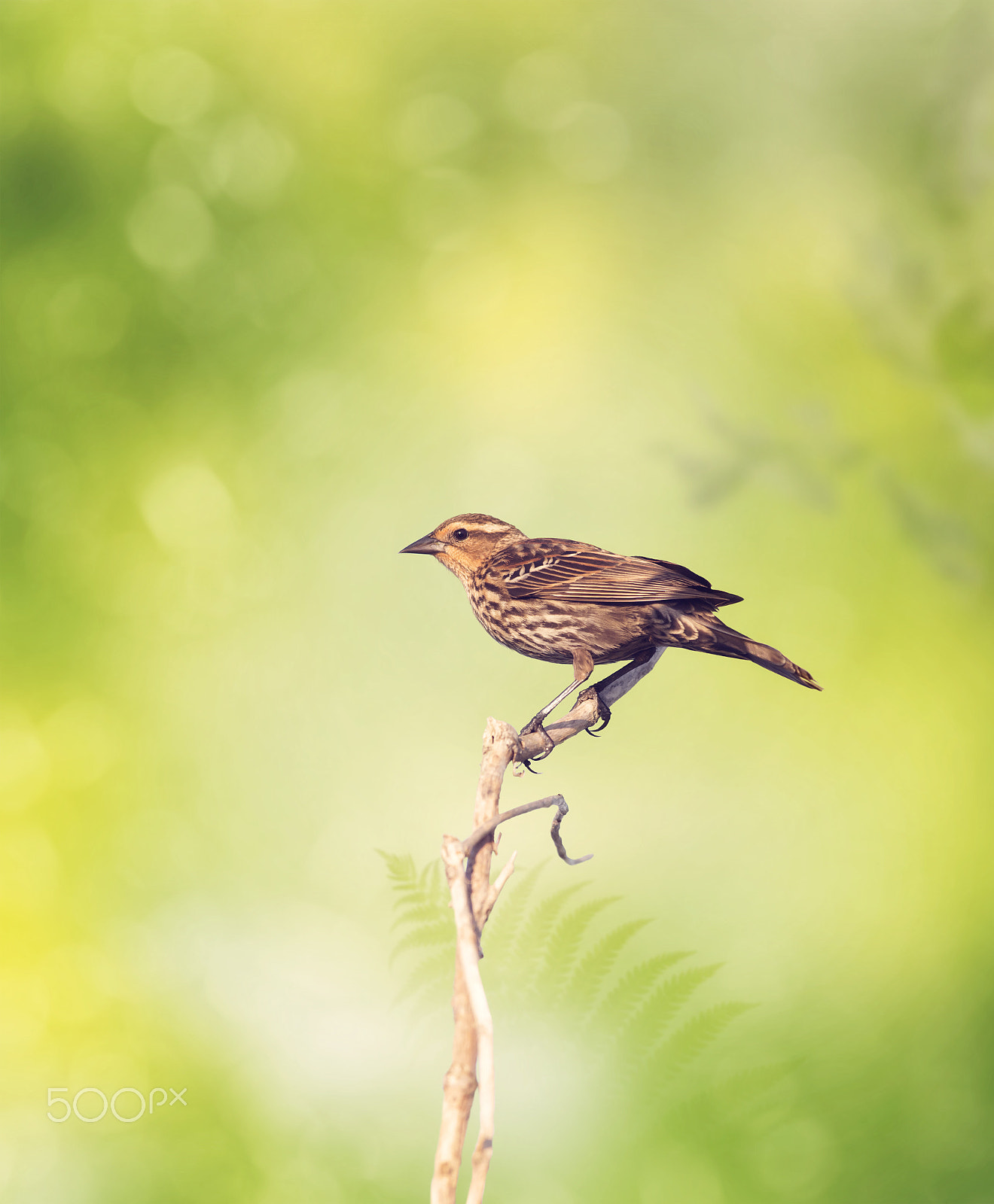 Nikon D800 + Nikon AF-S Nikkor 300mm F4D ED-IF sample photo. Brown bird perches on a branch photography