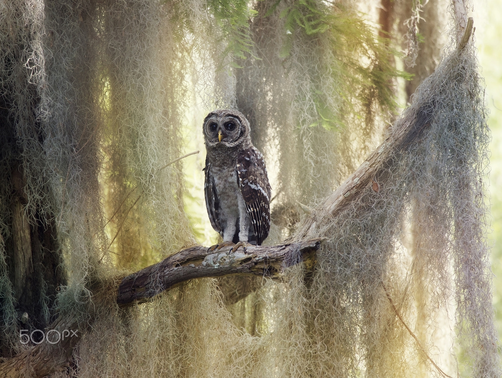 Nikon D800 + Nikon AF-S Nikkor 300mm F4D ED-IF sample photo. Barred owlet perches on a branch photography