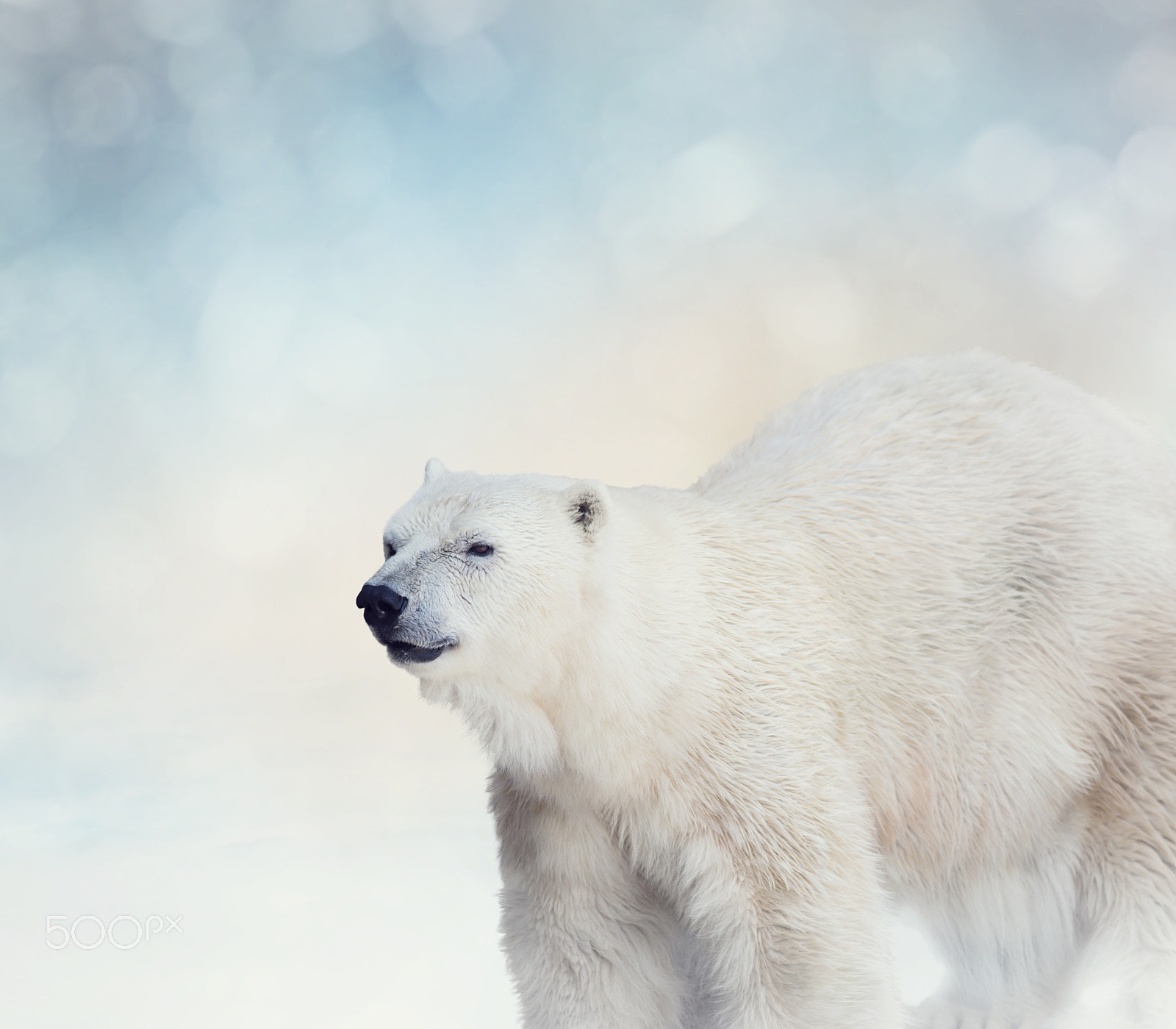 Nikon D800 + Nikon AF-S Nikkor 300mm F4D ED-IF sample photo. Polar bear on the snow photography