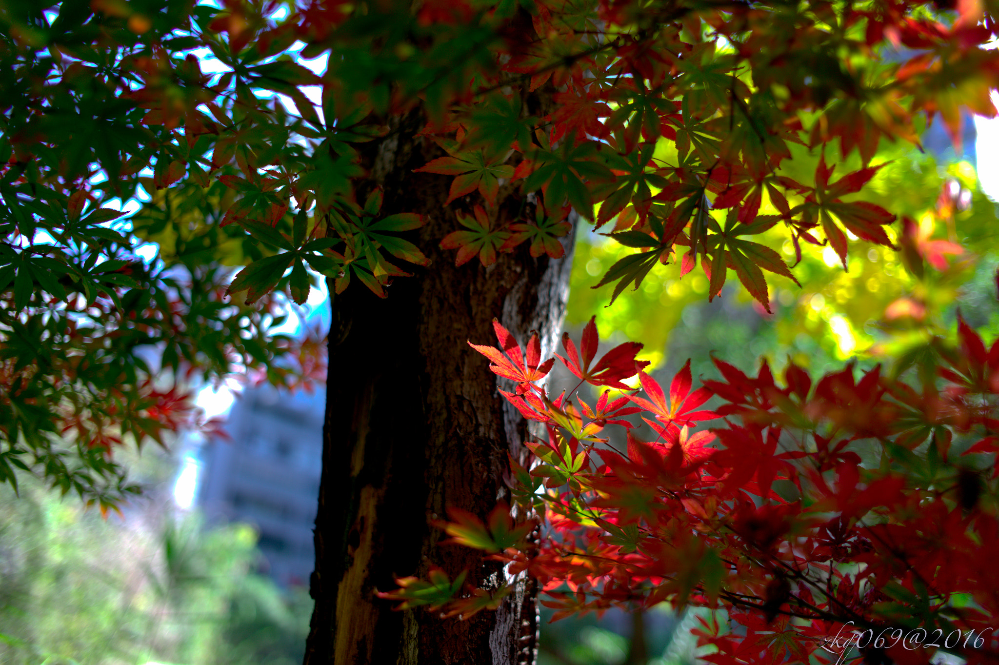 Leica M9 + Leica Summicron-M 35mm F2 ASPH sample photo