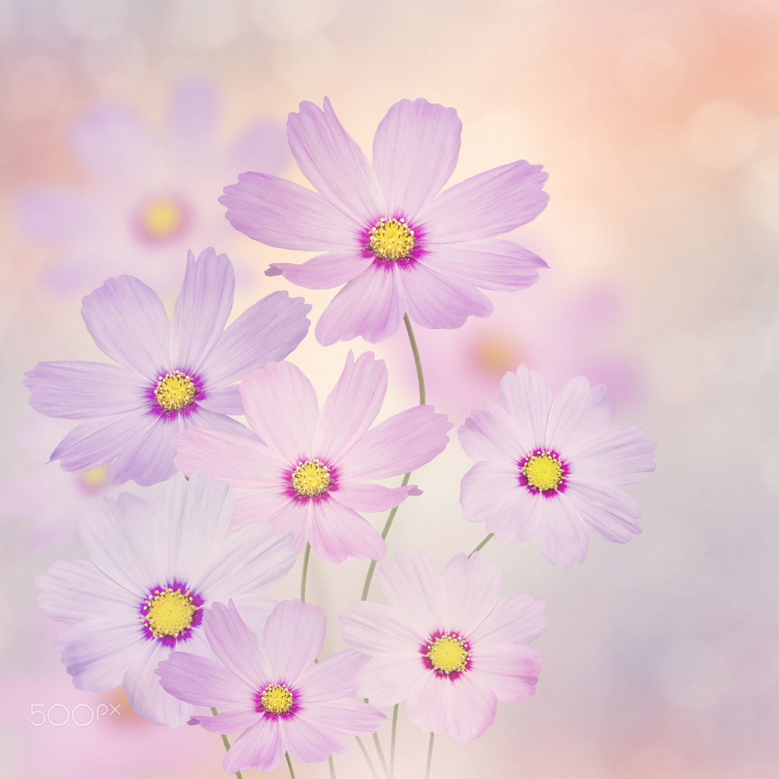 Nikon D800 sample photo. Purple cosmos flowers photography