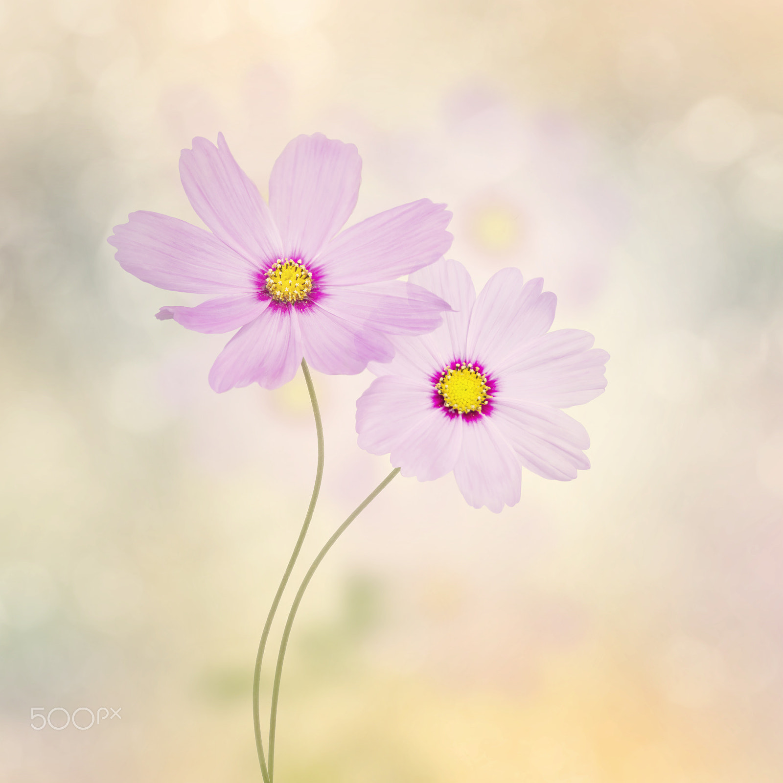 Nikon D800 sample photo. Purple cosmos flowers photography