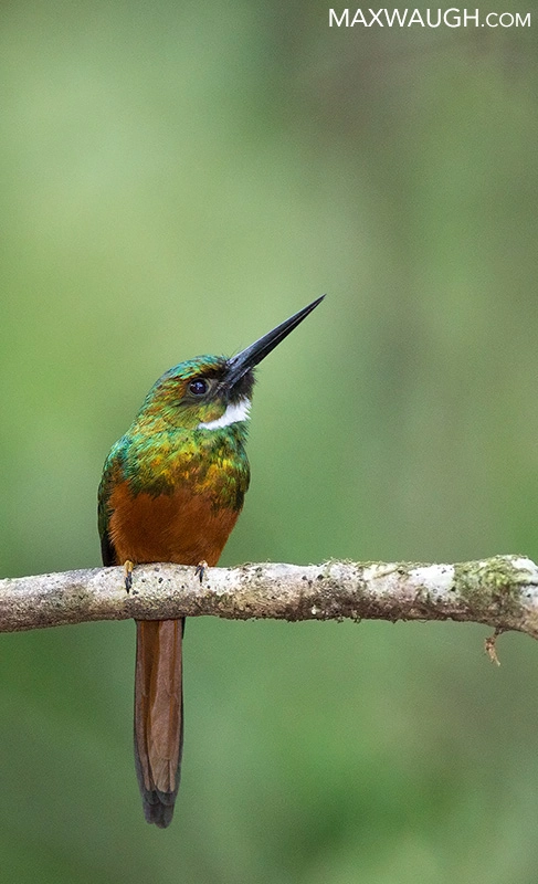 Canon EF 500mm F4L IS II USM sample photo. Rufous-tailed jacamar photography