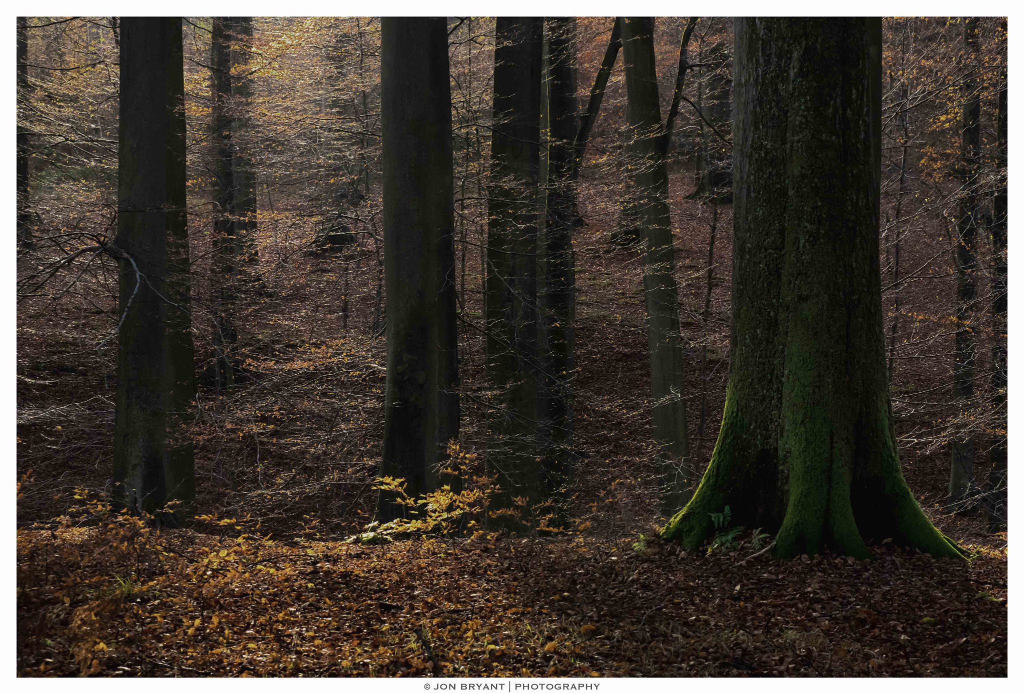 Panasonic Lumix G X Vario 35-100mm F2.8 OIS sample photo. The end of autumn photography