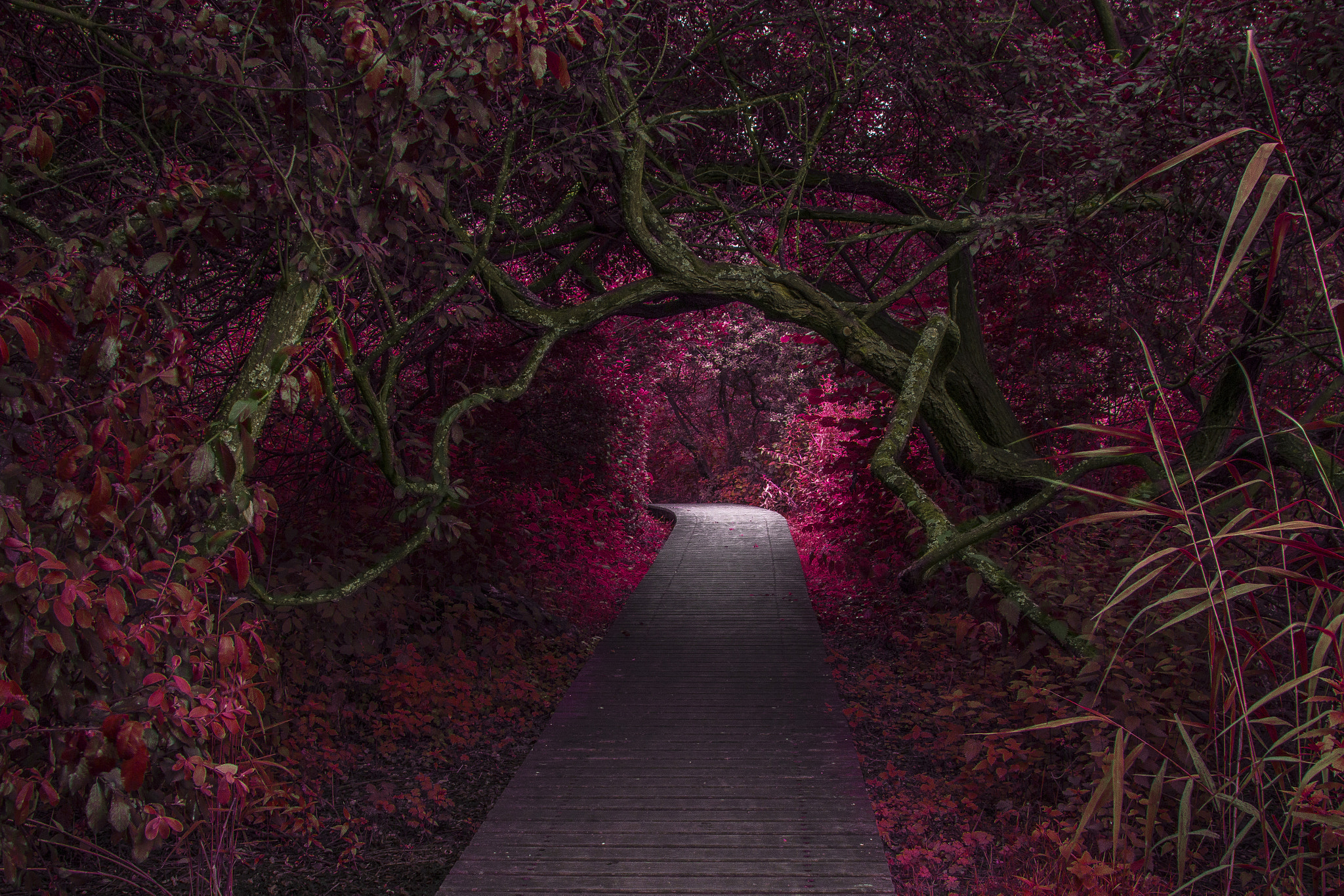Canon EF 28-105mm f/3.5-4.5 USM sample photo. Forest magic photography
