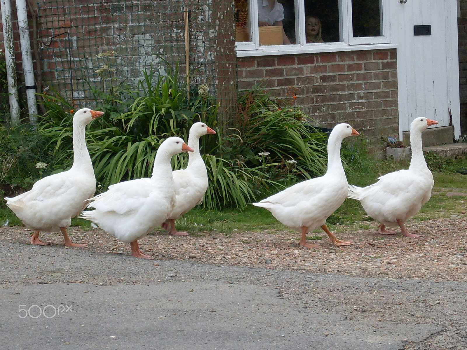 Samsung KENOX S760  / Samsung S760 sample photo. White geese a wondering photography