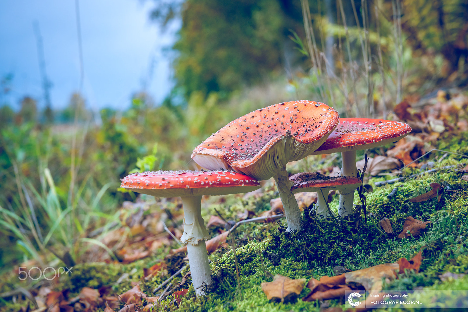 Sony Alpha DSLR-A900 + Sony Vario-Sonnar T* 24-70mm F2.8 ZA SSM sample photo. Fly agaric or fly amanita mushroom, amanita muscaria photography