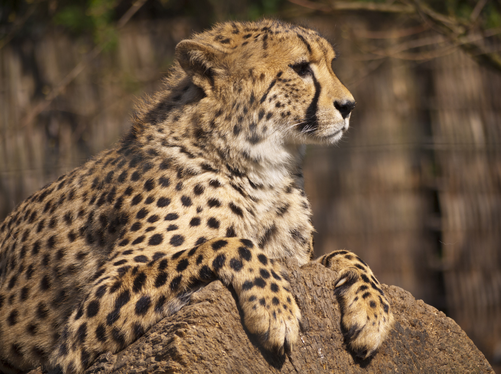 Panasonic Lumix G Vario 45-200mm F4-5.6 OIS sample photo. Gepard photography