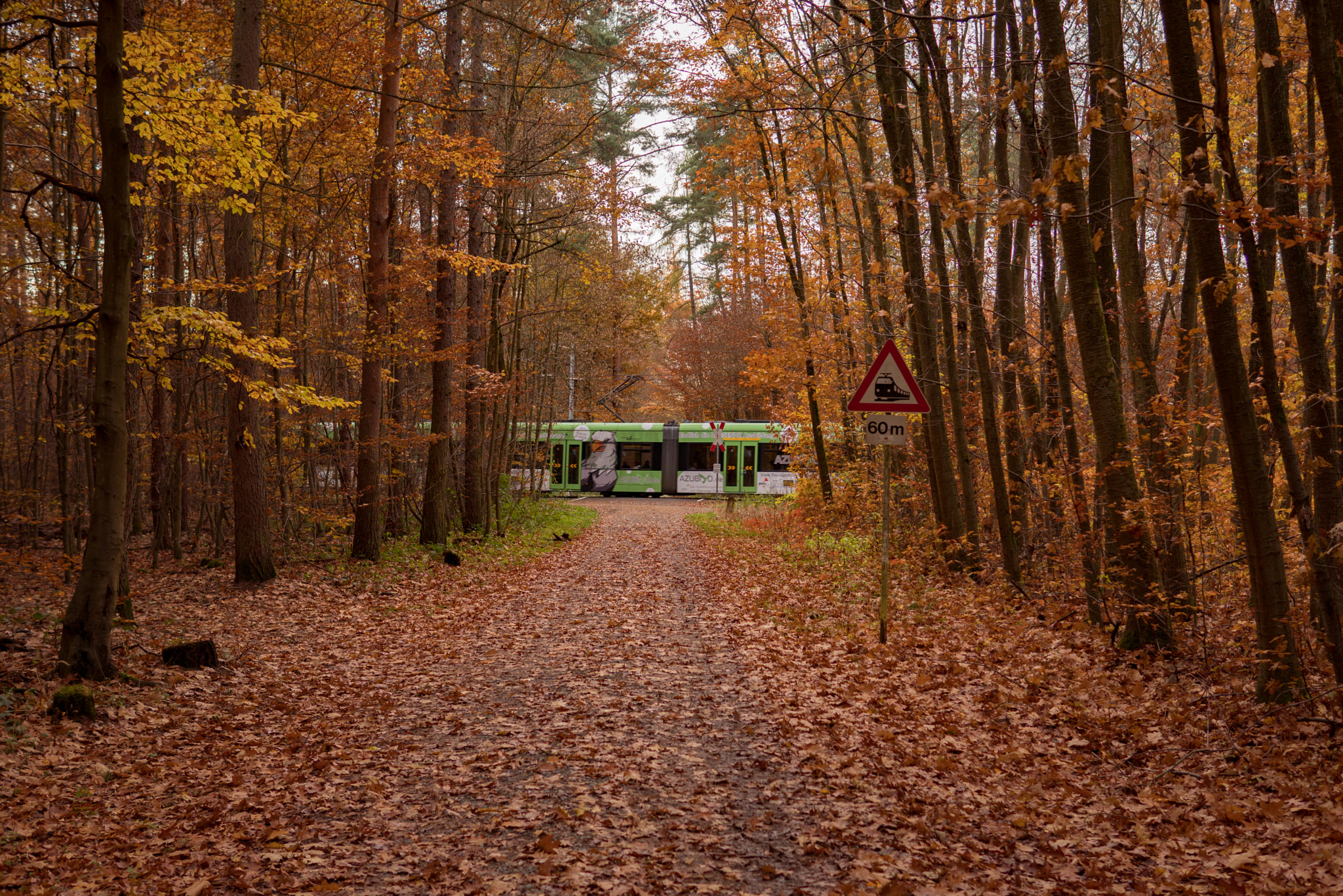Sony a6300 + 30mm F1.4 DC DN | Contemporary 016 sample photo. Forest trum photography