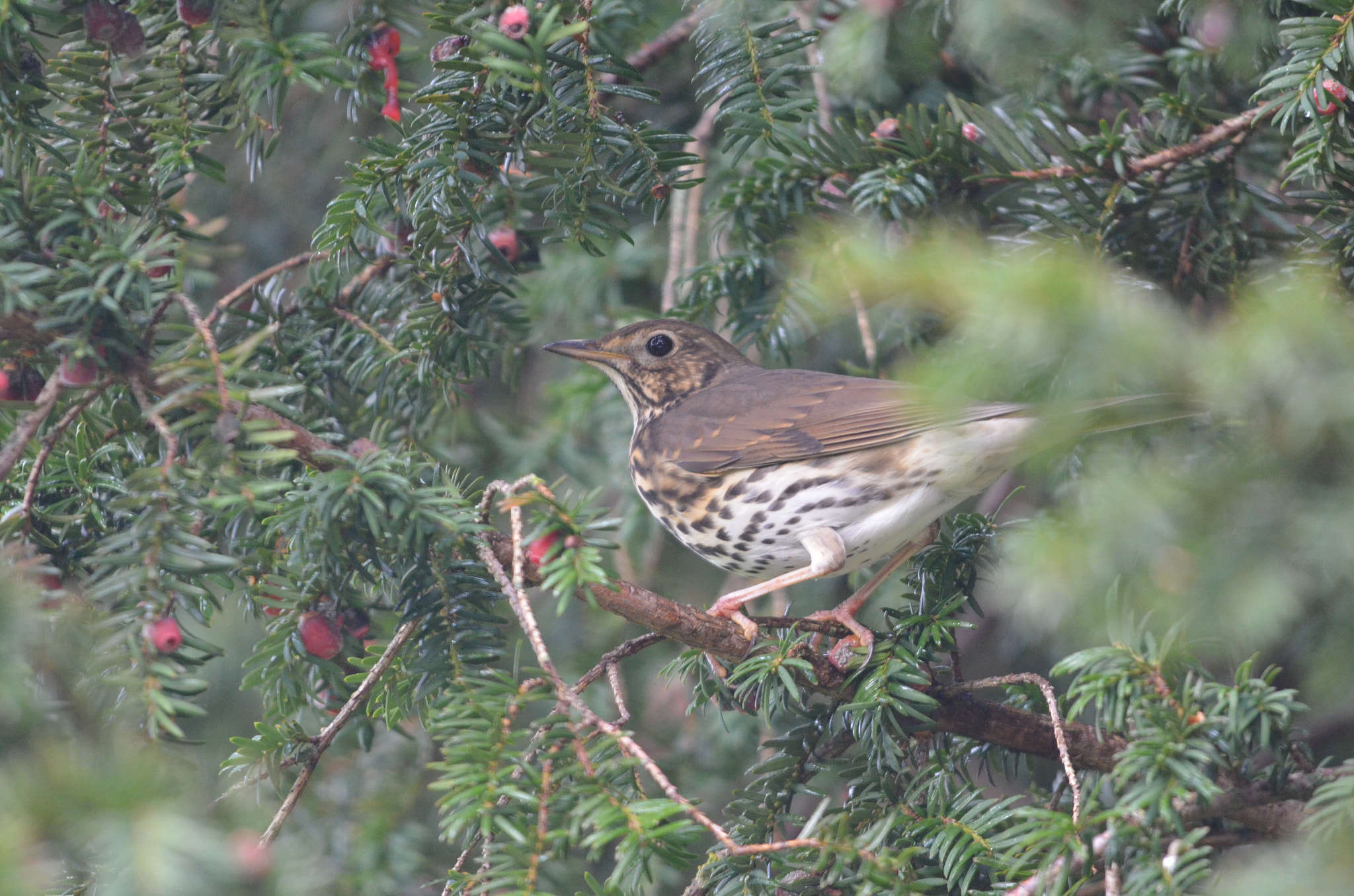 Sigma 150-500mm F5-6.3 DG OS HSM sample photo. Mistle thrush photography