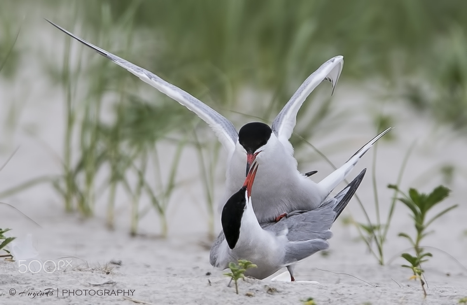 Tamron SP 150-600mm F5-6.3 Di VC USD sample photo. Tern season photography