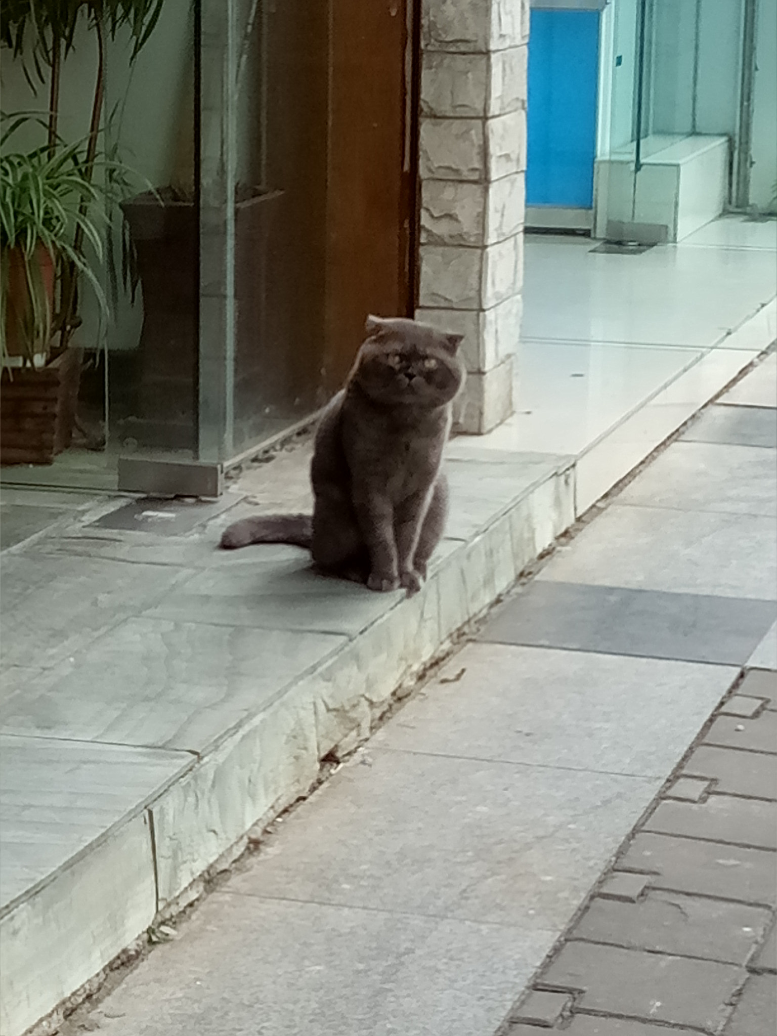 OPPO A37M sample photo