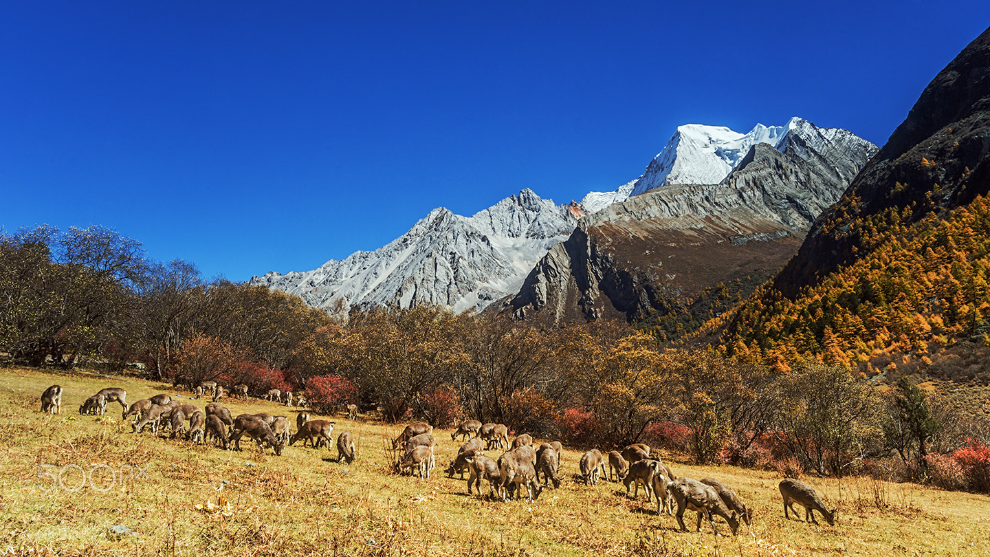 Sony Alpha a99 sample photo. Mount xianuoduoji and argali photography