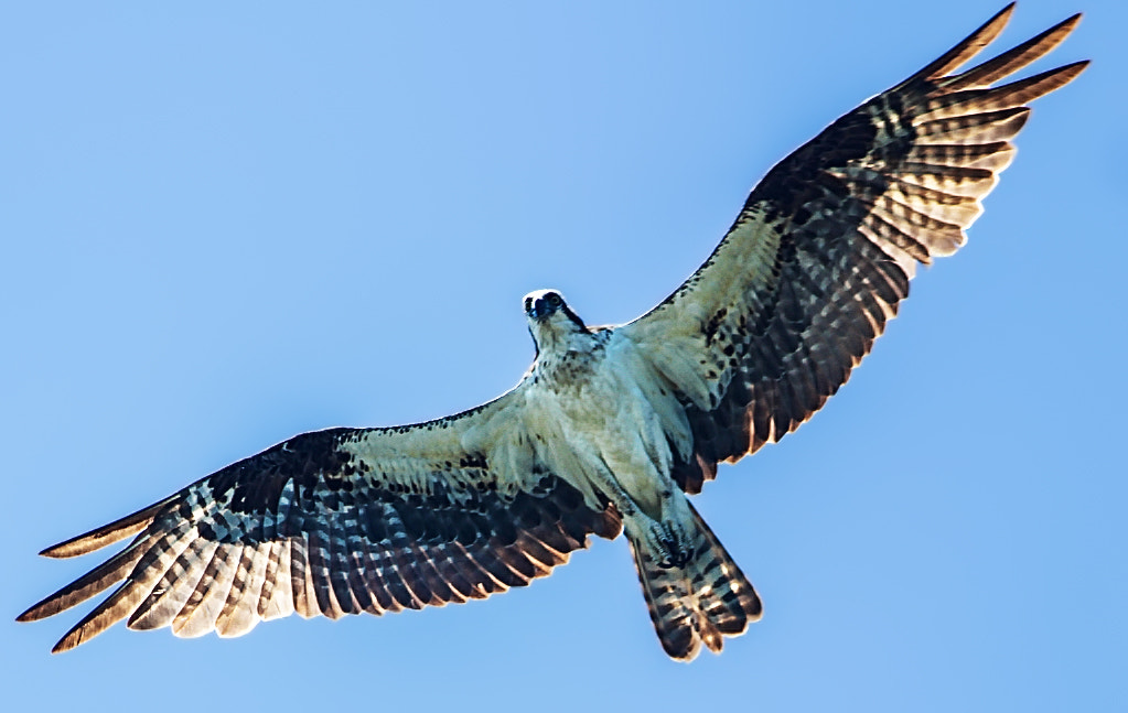 Canon EOS 7D + Canon EF 300mm F4L IS USM sample photo. Mg photography