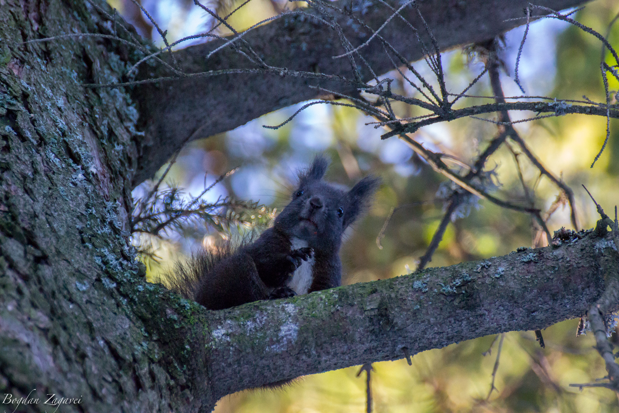 Tamron SP 35mm F1.8 Di VC USD sample photo. Red squirrel (sciurus vulgaris) photography