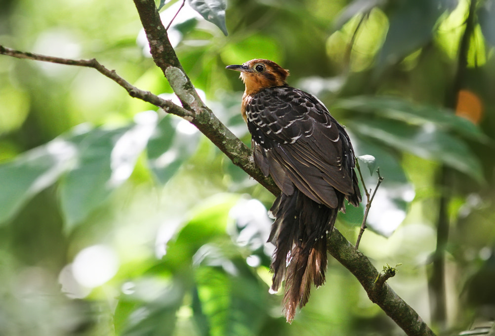 Canon EOS 7D + Canon EF 300mm F4L IS USM sample photo. Peixe-frito-pavonino photography