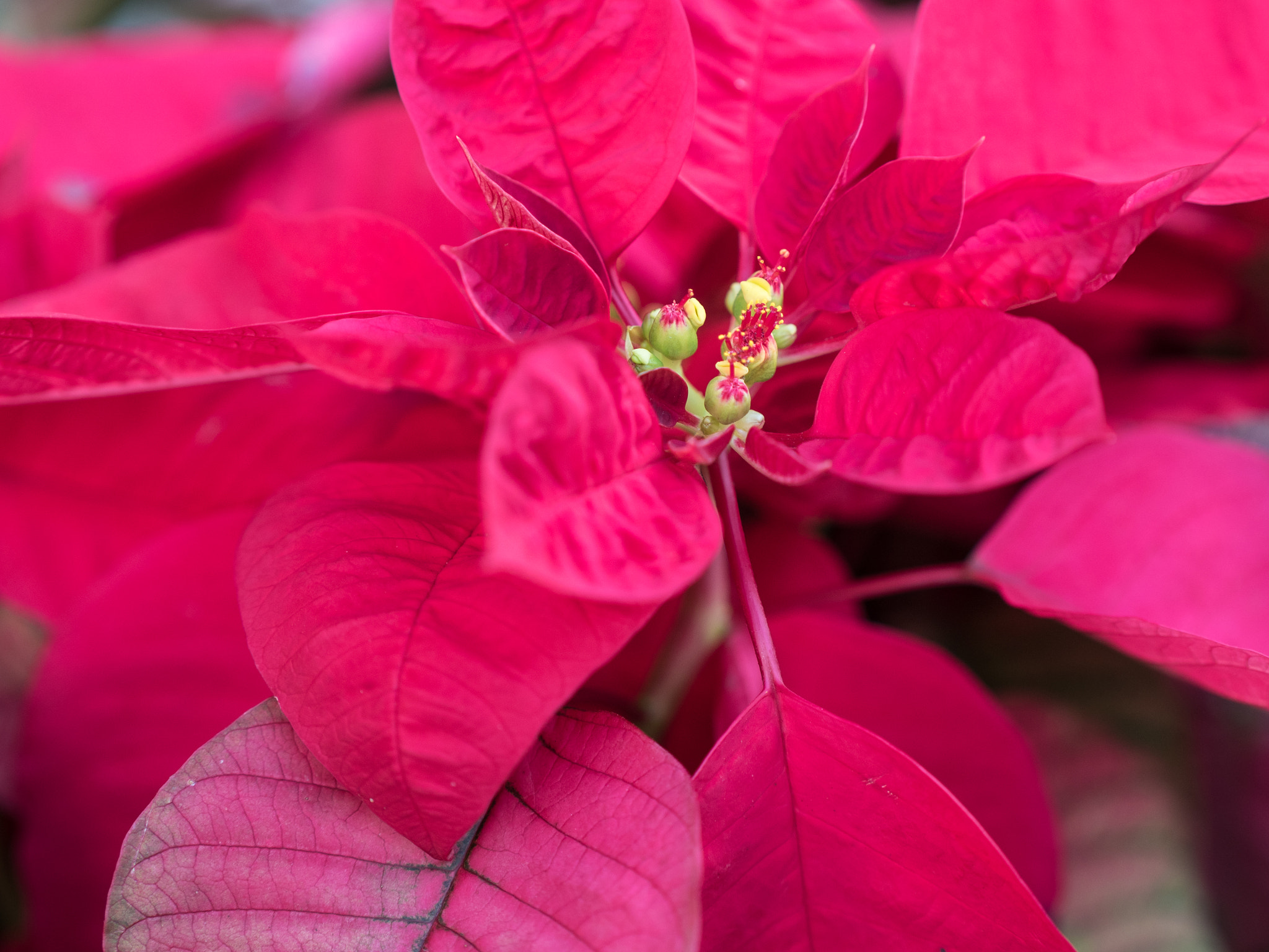 Panasonic Leica DG Nocticron 42.5mm F1.2 ASPH OIS sample photo. Flower photography
