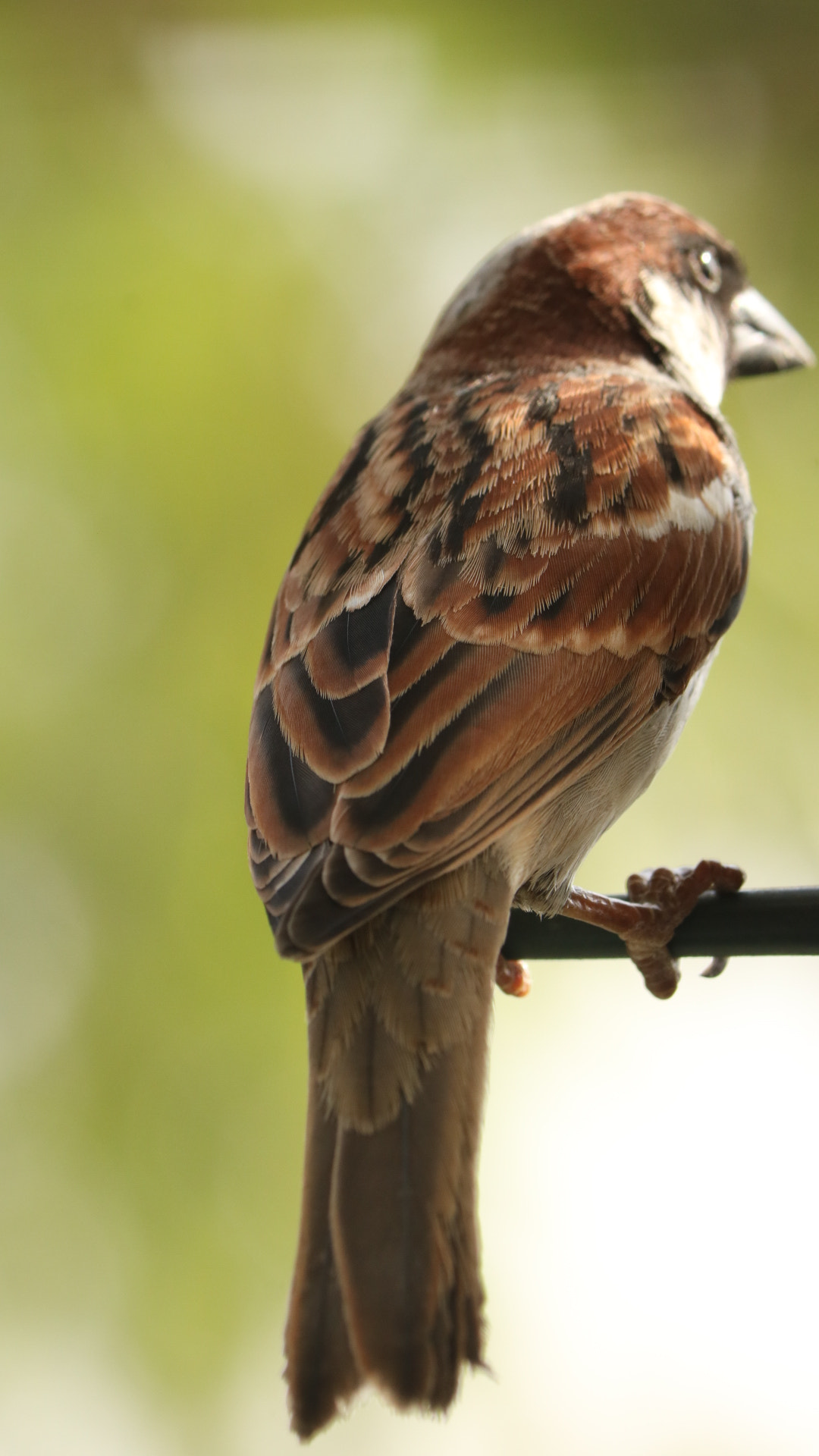 Canon EOS 750D (EOS Rebel T6i / EOS Kiss X8i) sample photo. Feather art photography