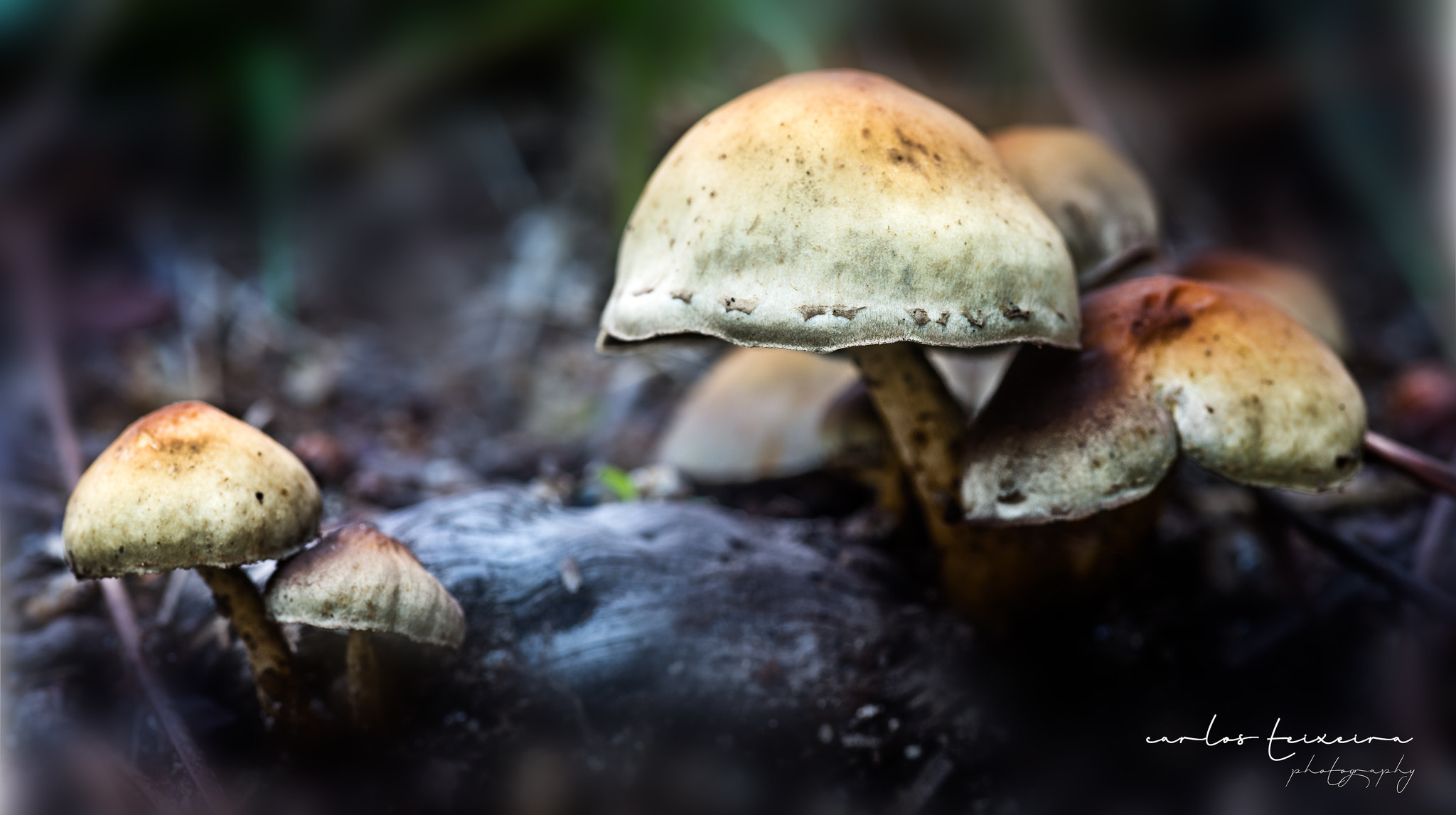 Nikon D810 + Tokina AT-X Pro 100mm F2.8 Macro sample photo. "mushroom family" photography