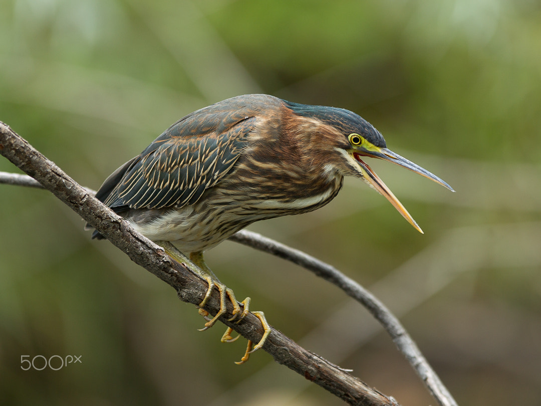 Canon EF 300mm F2.8L IS USM sample photo. Green heron photography