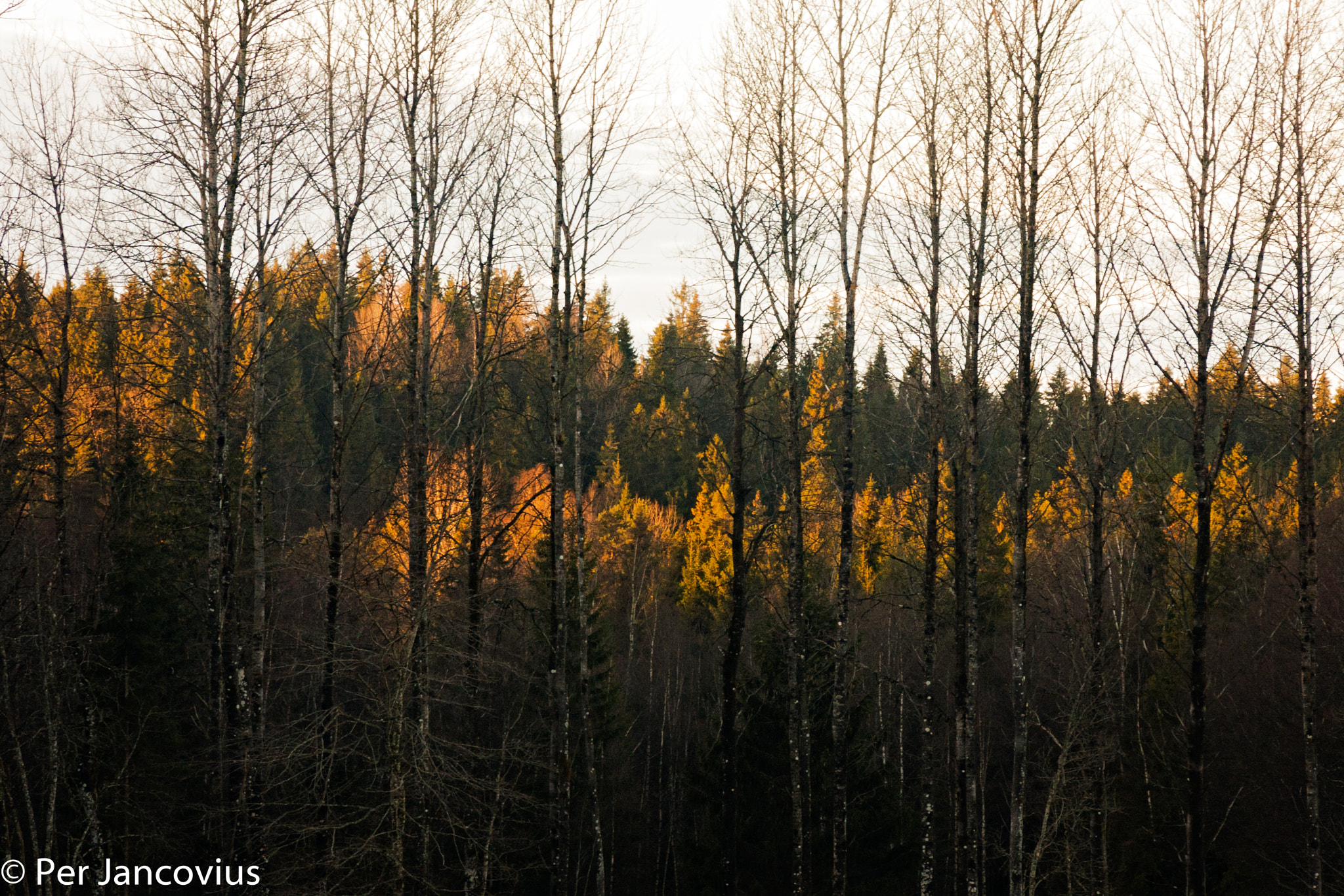 Canon EOS 40D sample photo. Touched by the sun photography