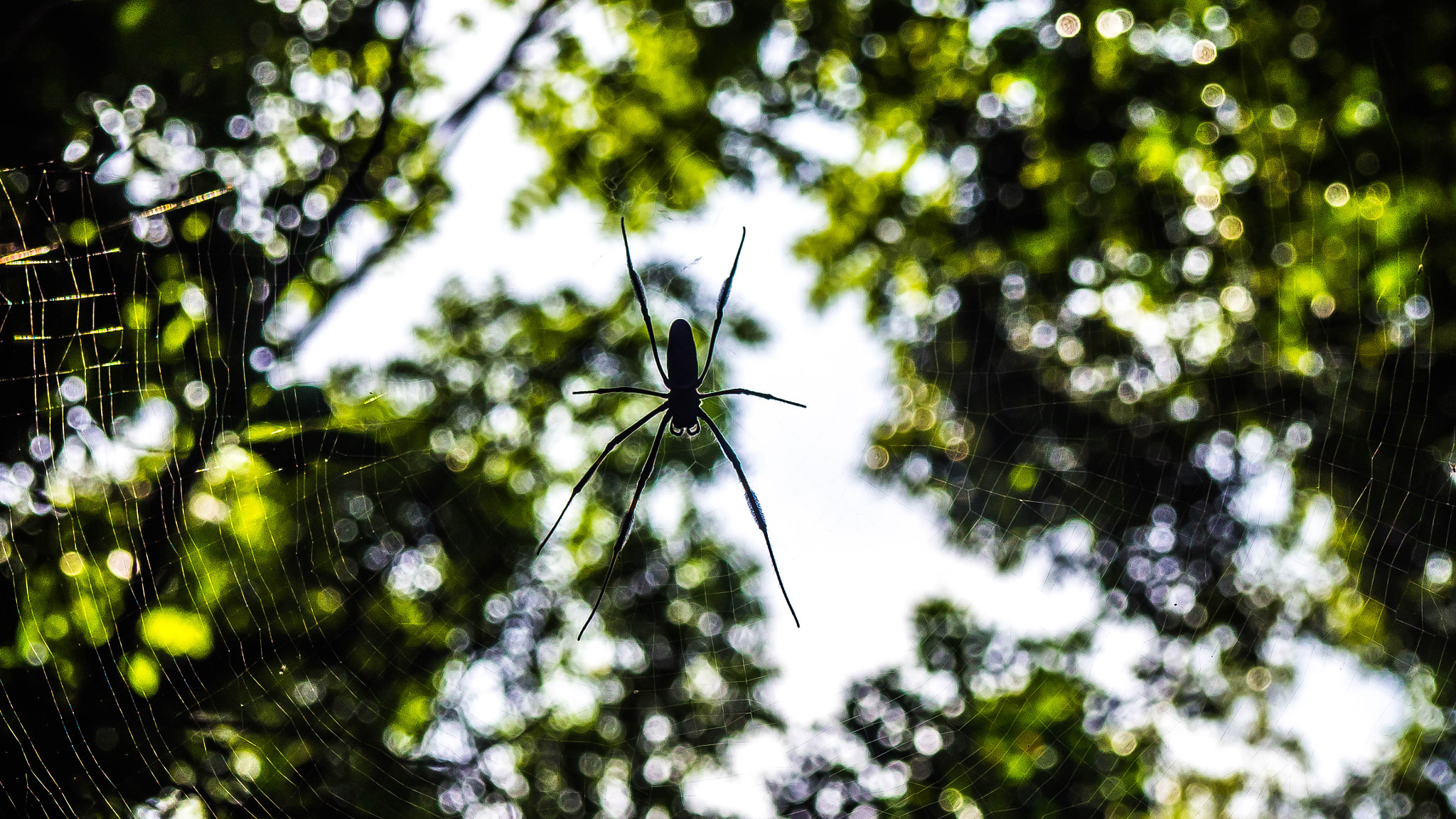 Olympus OM-D E-M10 sample photo. Spider in sao paulo photography