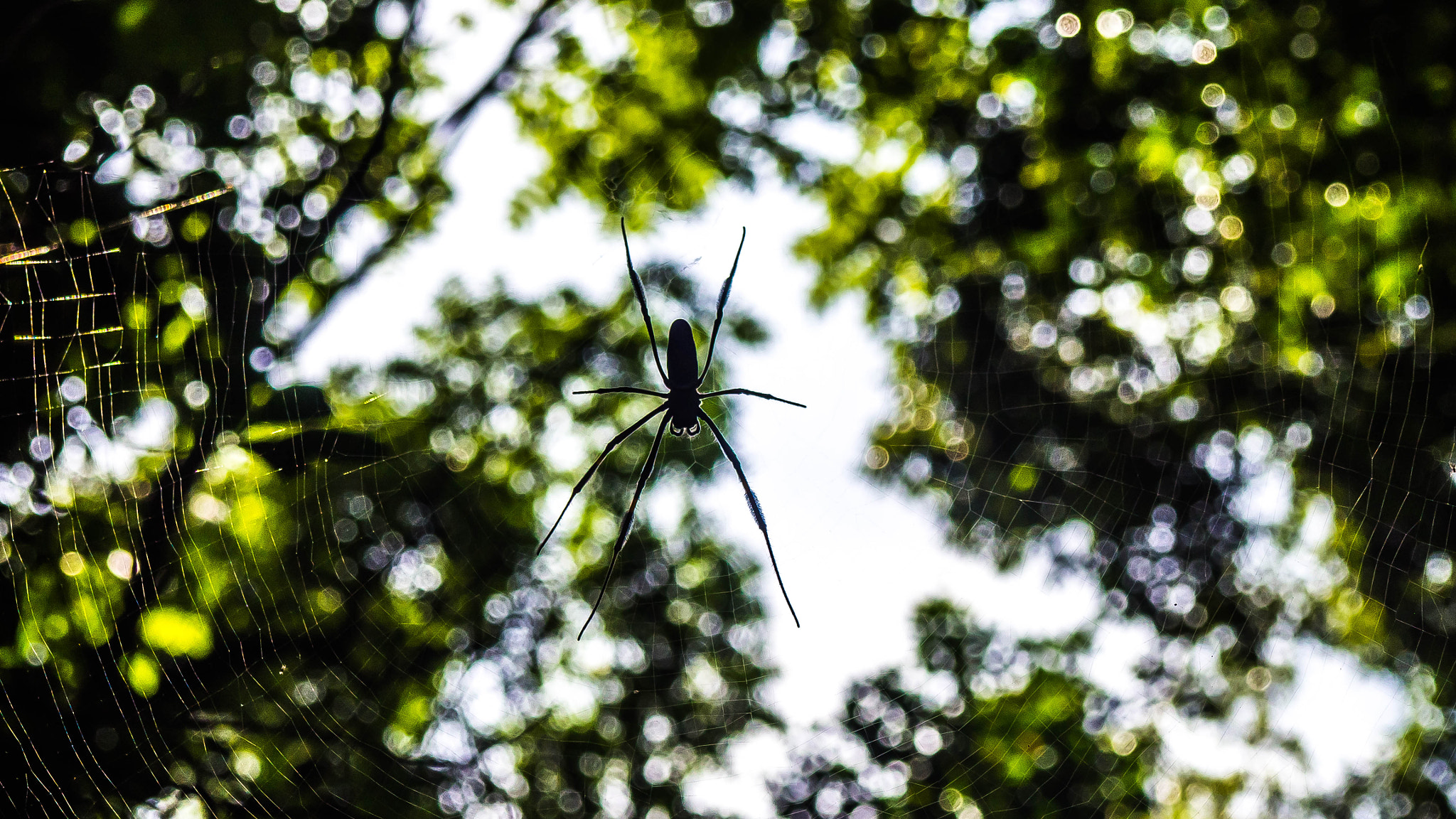 Olympus M.Zuiko Digital 14-42mm F3.5-5.6 II R sample photo. Spider in sao paulo photography