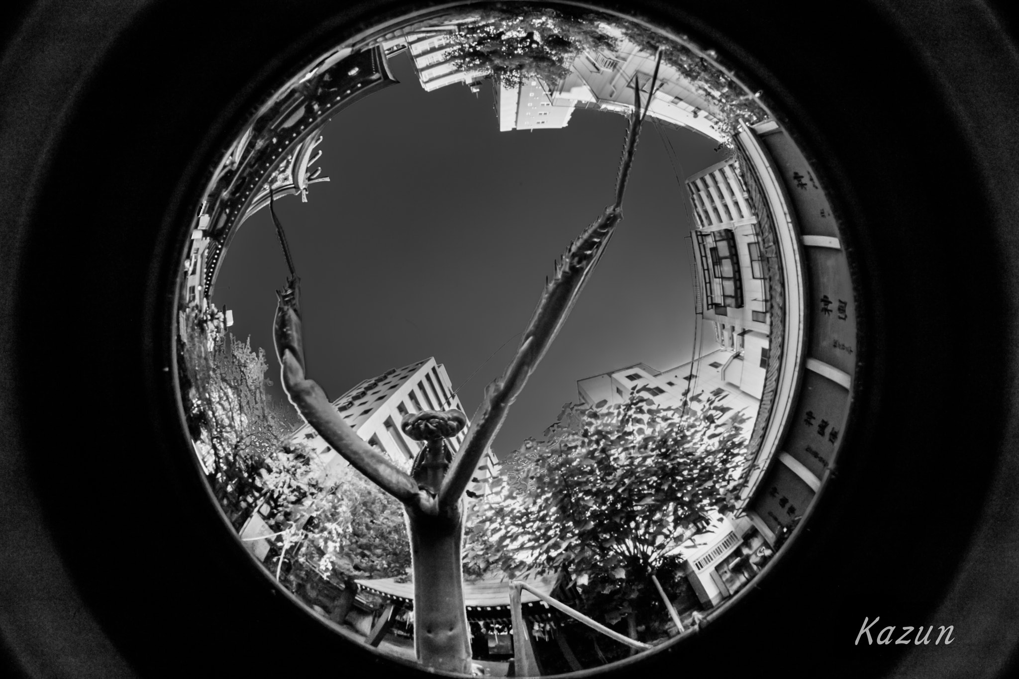 Canon EOS-1D X Mark II + Sigma 8mm F3.5 EX DG Circular Fisheye sample photo. Big mantis! photography