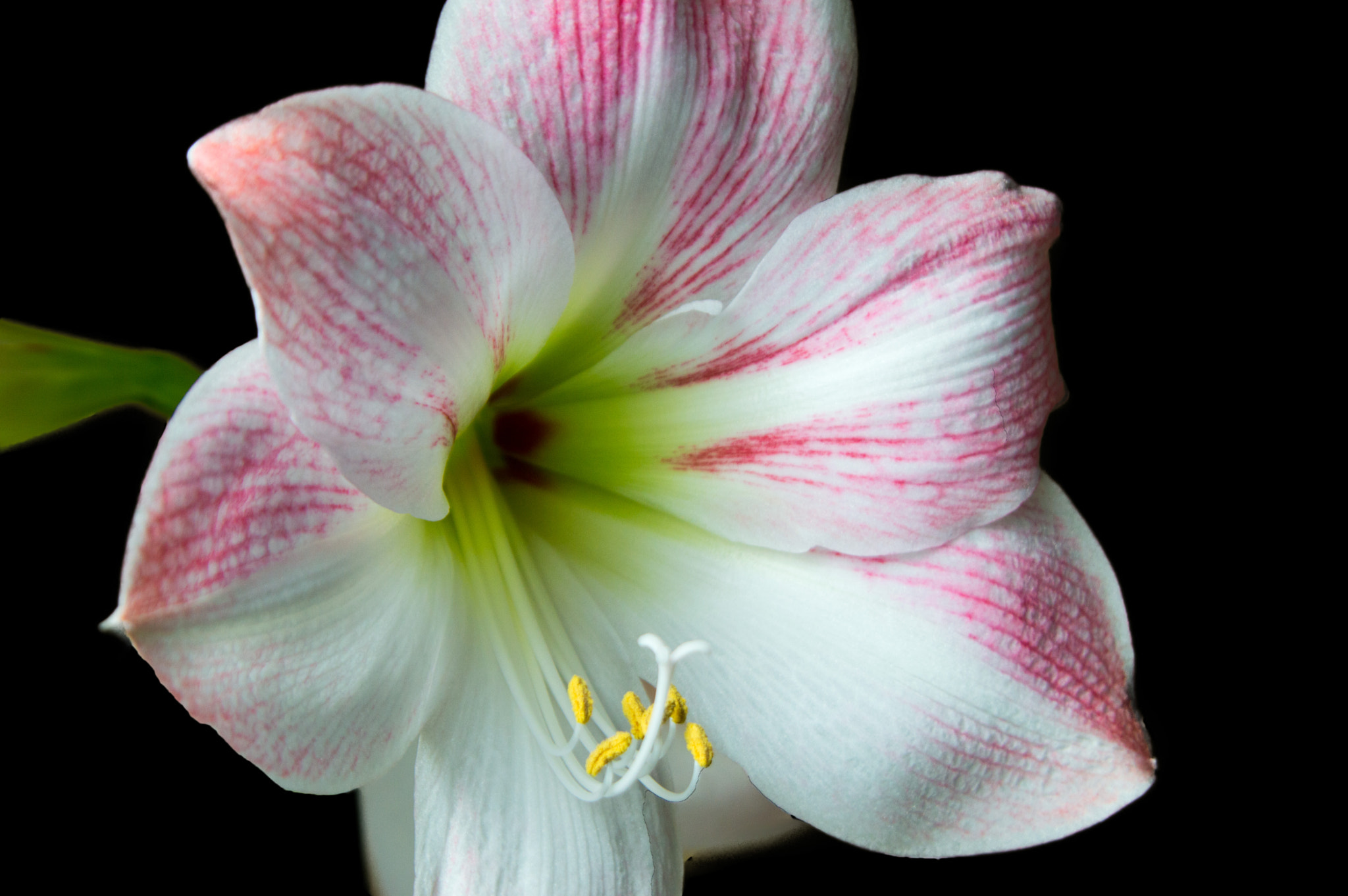 Nikon D3200 sample photo. Amaryllis photography