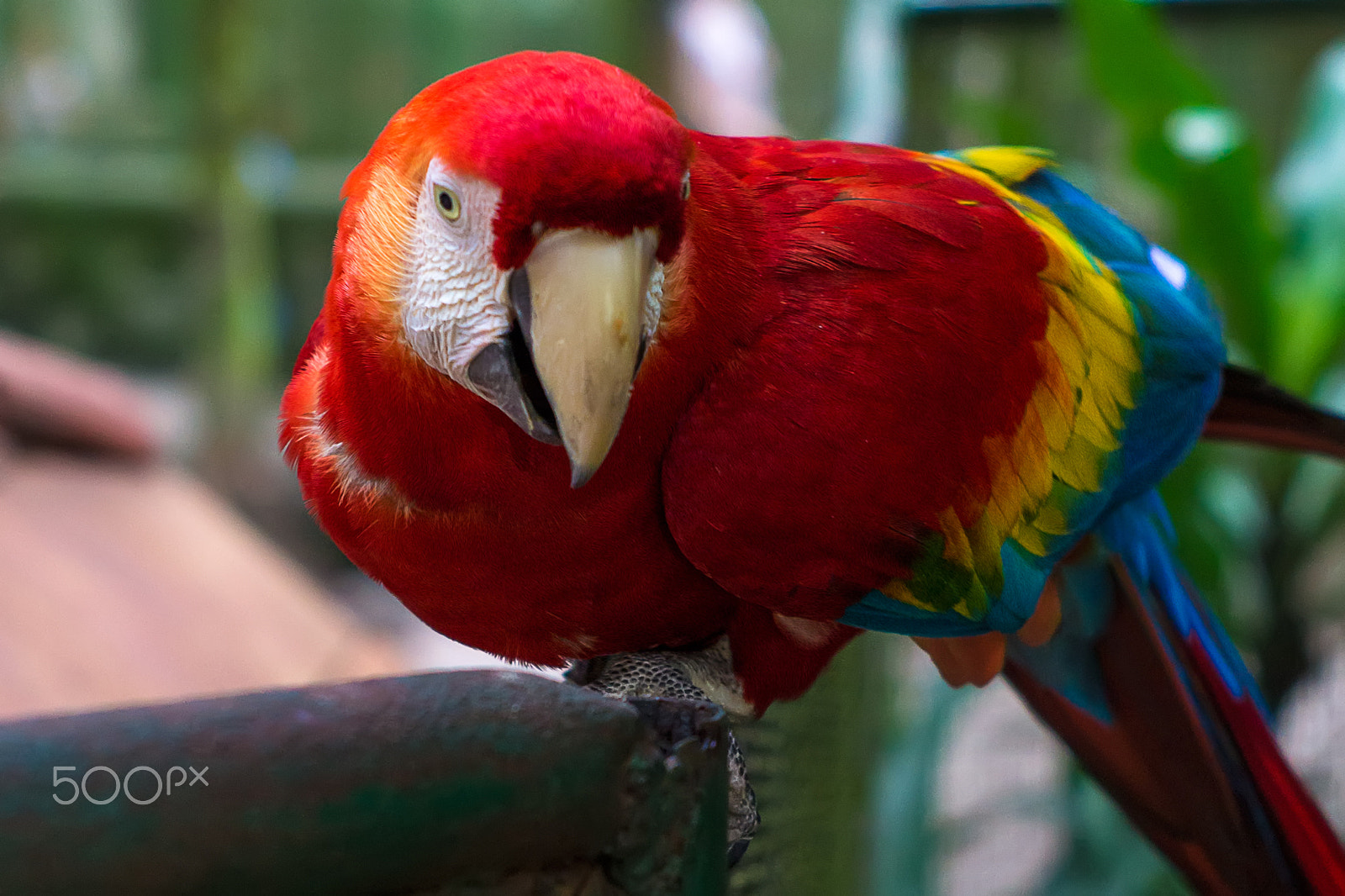 Sony SLT-A37 + Minolta AF 50mm F1.7 sample photo. A beautiful macaw photography