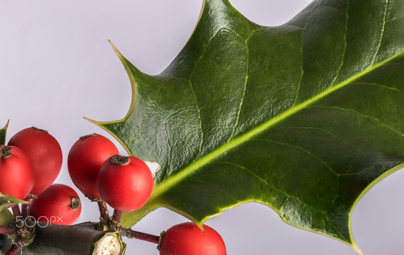 Sigma 105mm F2.8 EX DG OS HSM sample photo. Holly photography