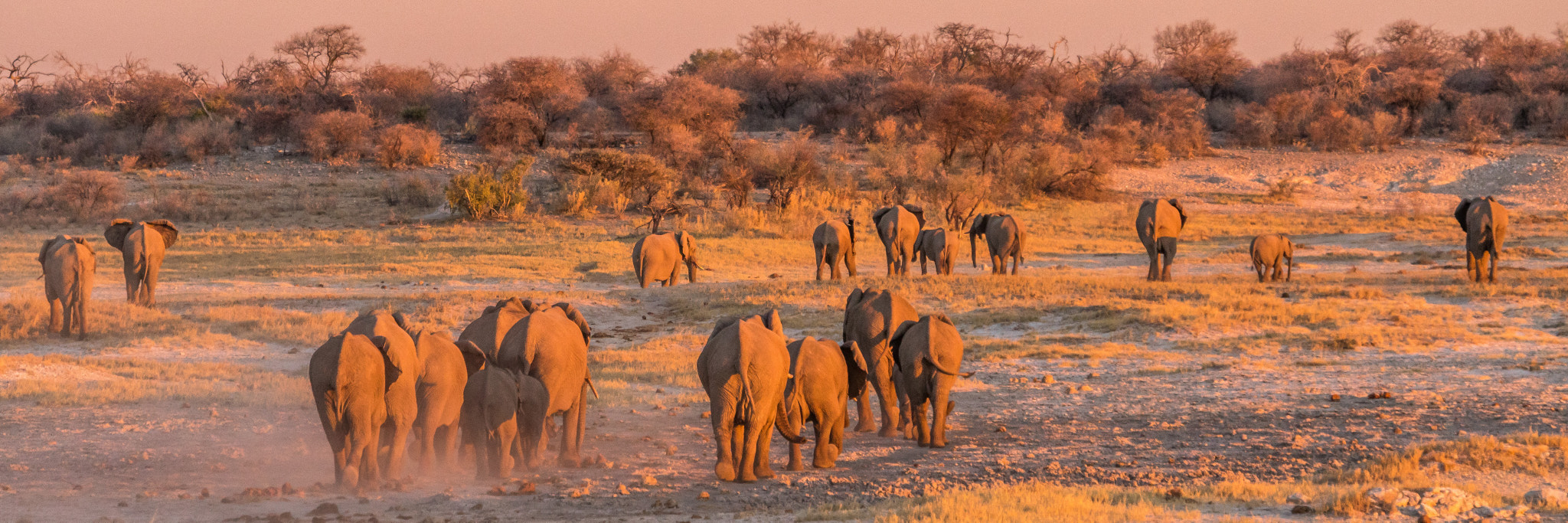 Sony FE 70-300mm F4.5-5.6 G OSS sample photo. Elephants at sunset photography