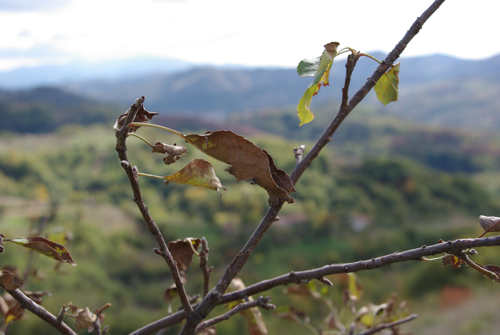 Pentax K-m (K2000) sample photo. Winter is coming :p photography