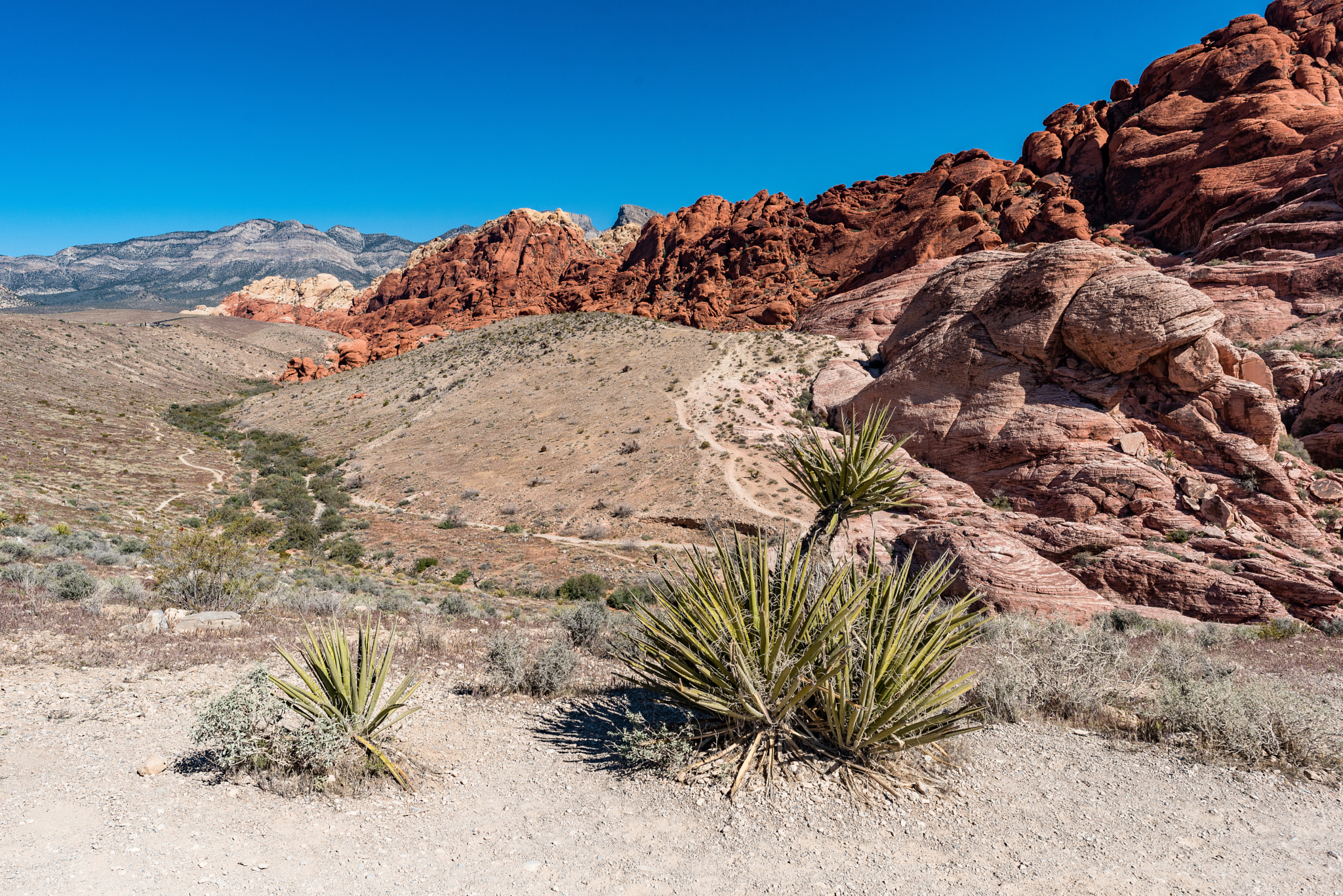 Nikon D750 sample photo. Calico trail photography