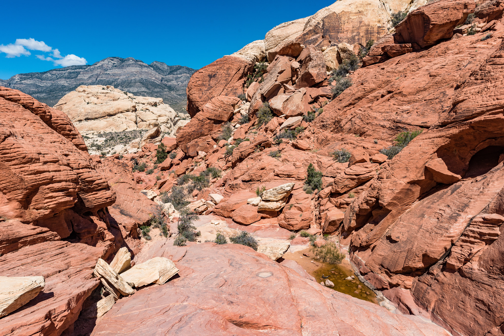 Nikon AF-S Nikkor 24mm F1.8G ED sample photo. Calico trail photography