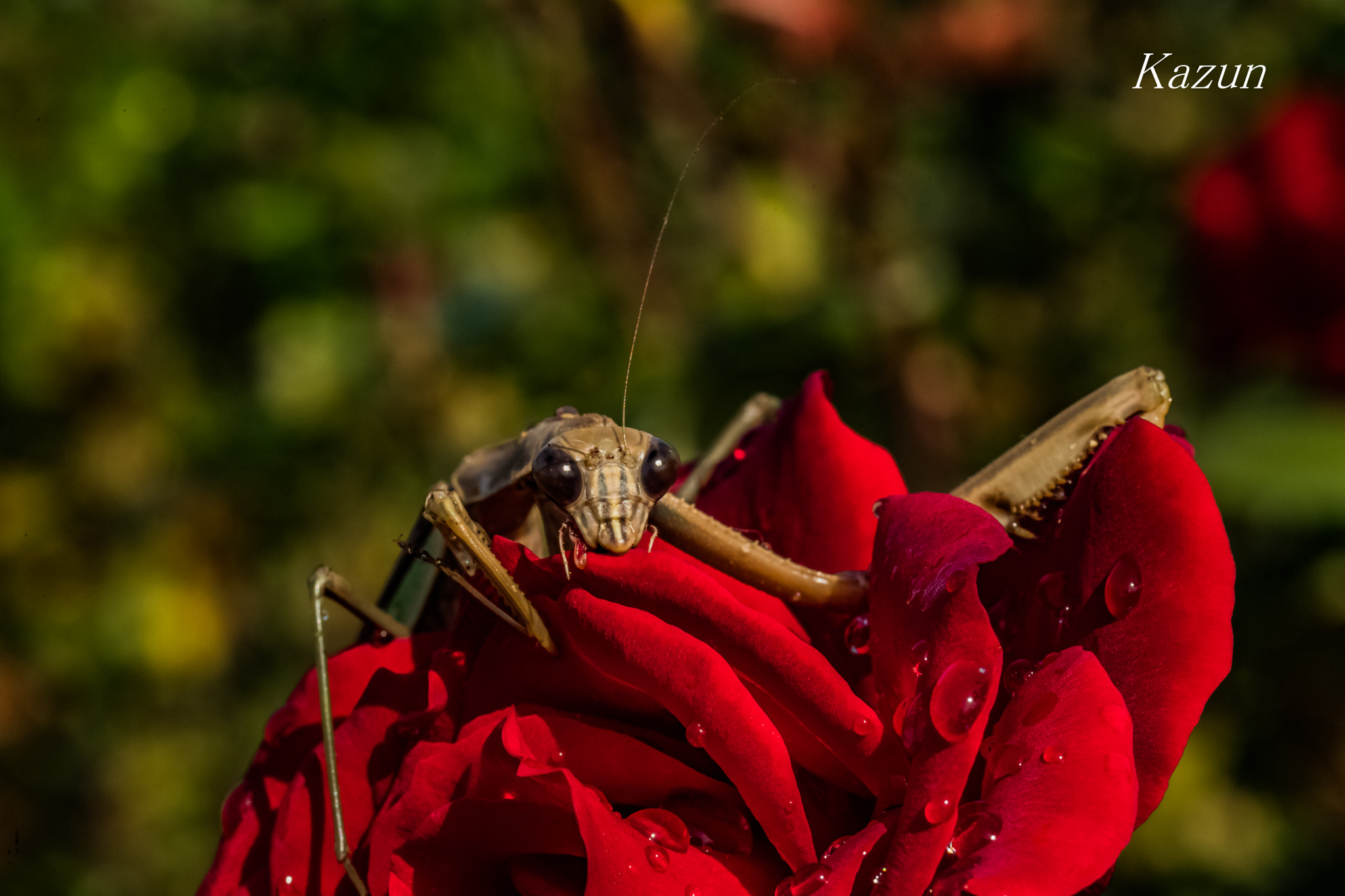 ZEISS Makro-Planar T* 100mm F2 sample photo. Welcome! photography