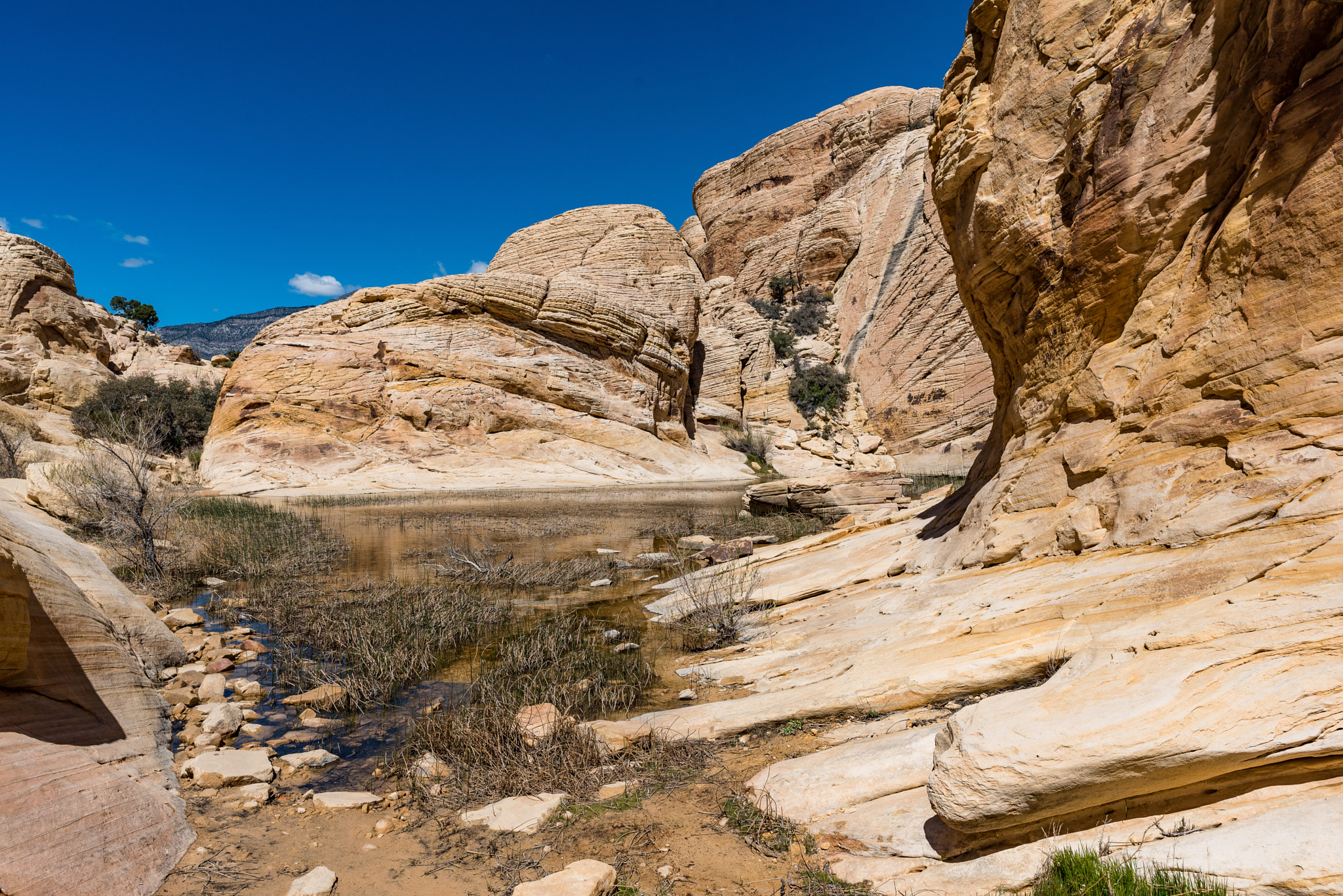 Nikon AF-S Nikkor 24mm F1.8G ED sample photo. Calico springs trail  photography