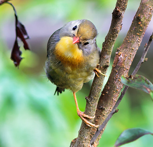 Canon EOS 700D (EOS Rebel T5i / EOS Kiss X7i) sample photo. The bird photography